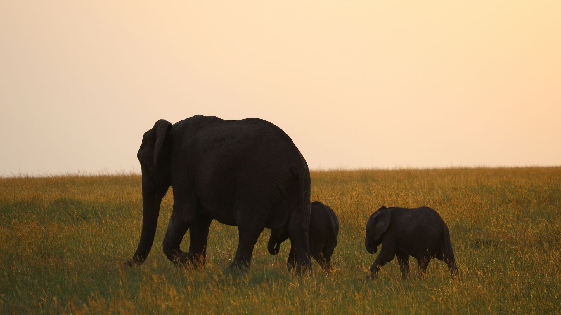 three gray elephants