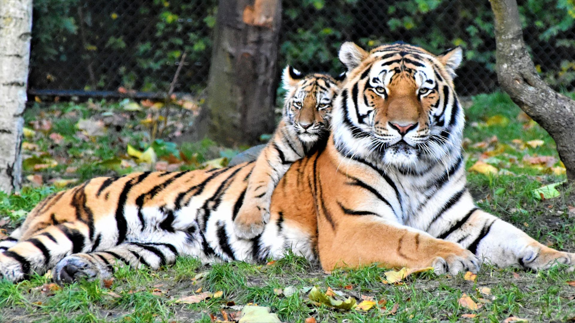 brown and black tiger lying on ground