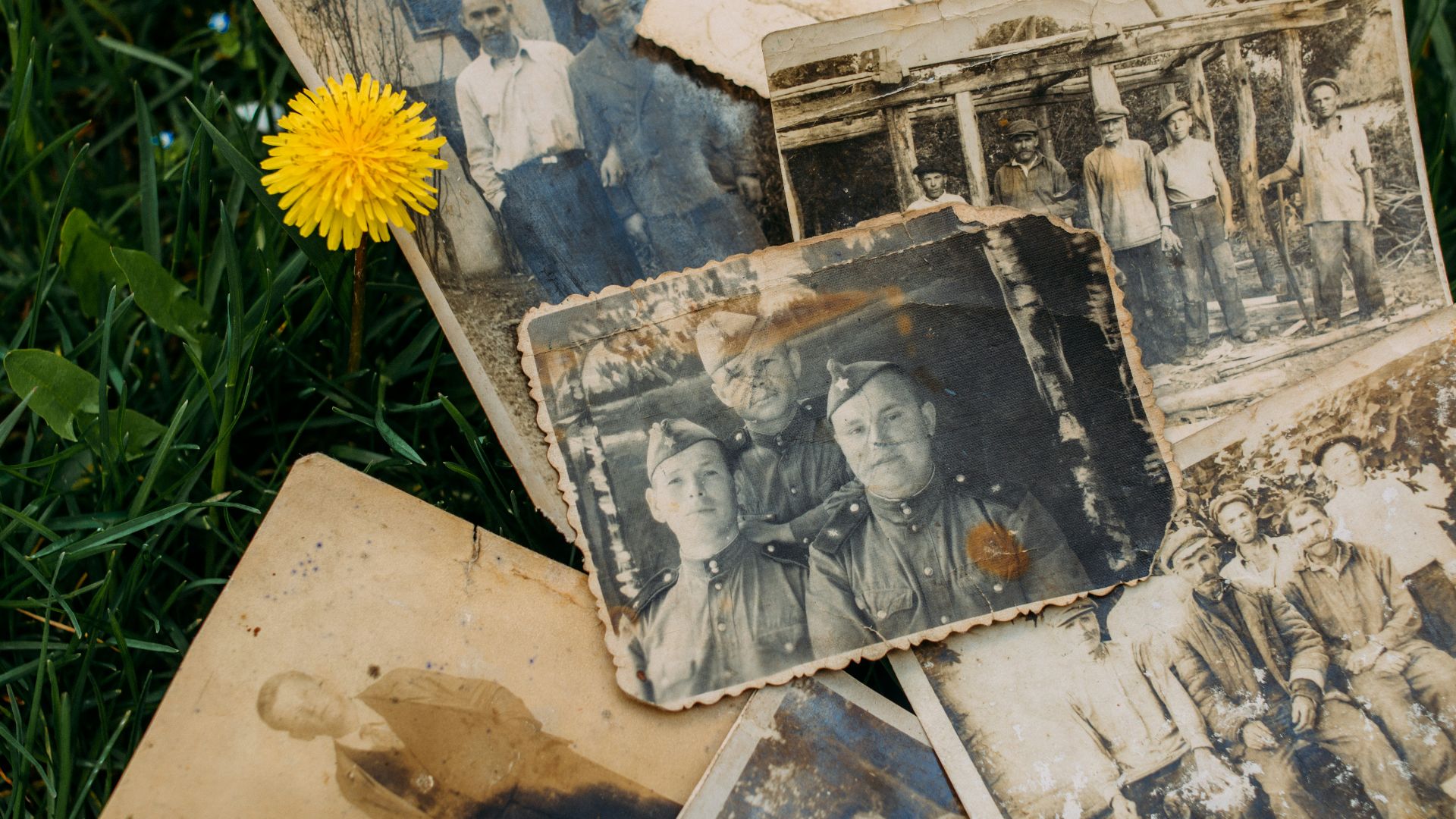 yellow sunflower beside brown wooden frame