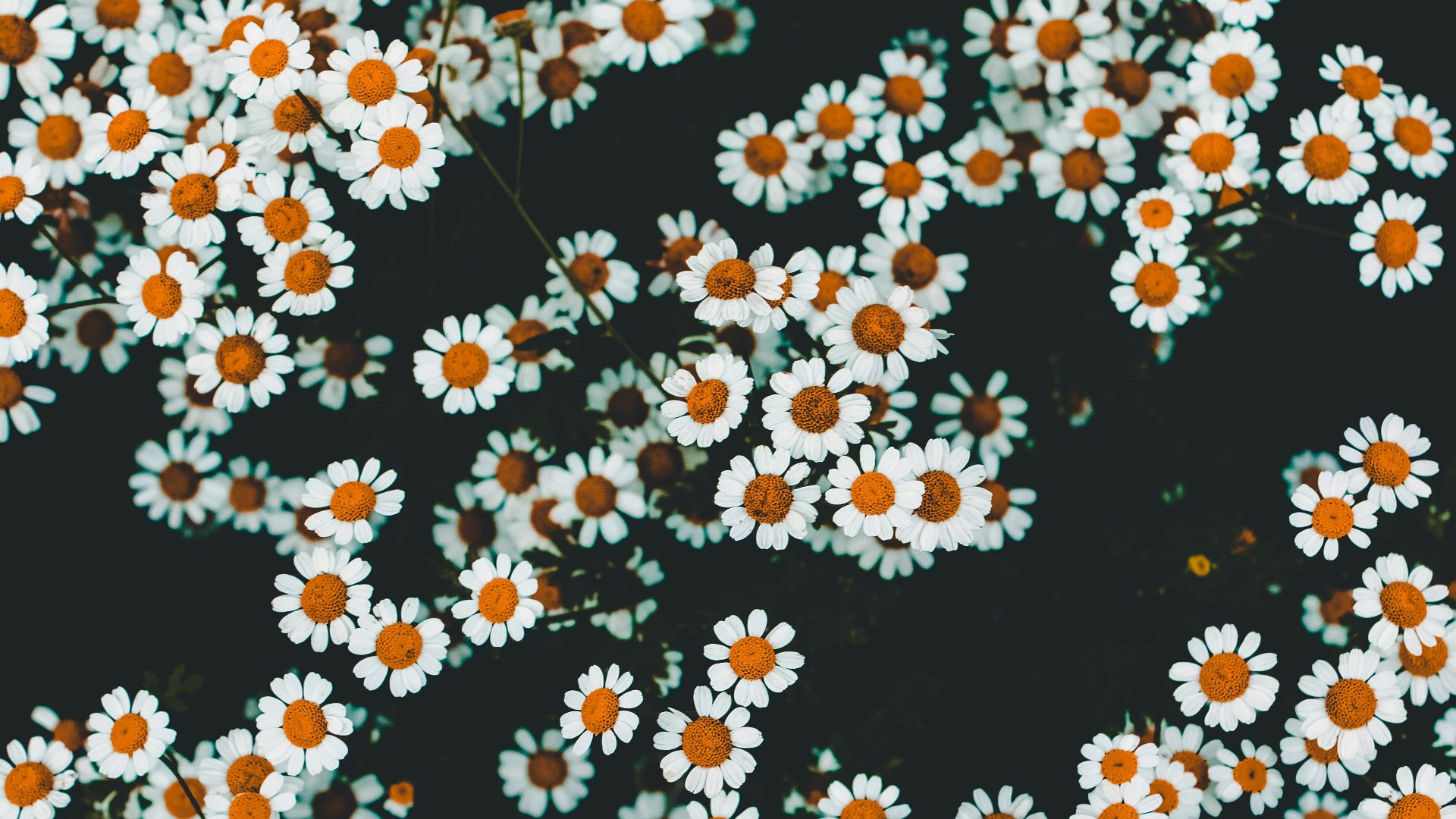 white and yellow daisies
