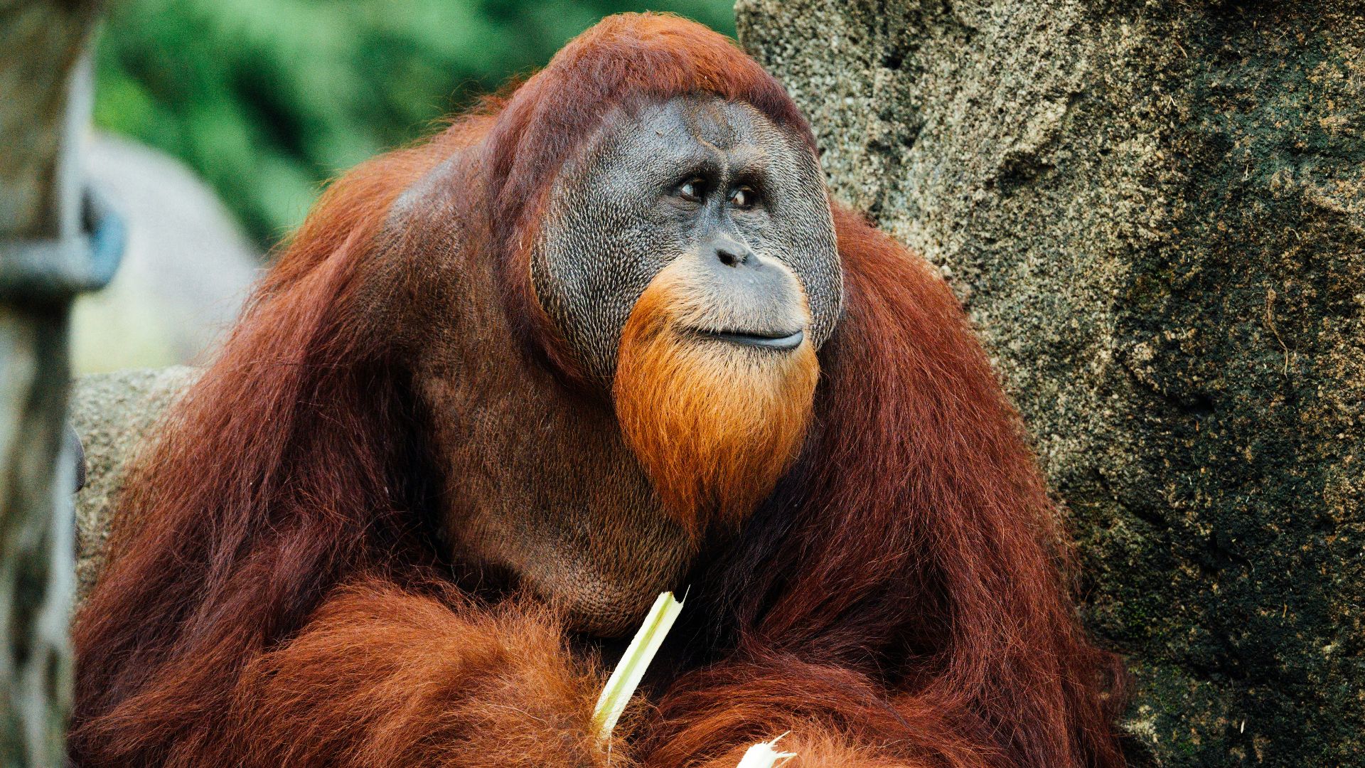 brown monkey on tree branch during daytime