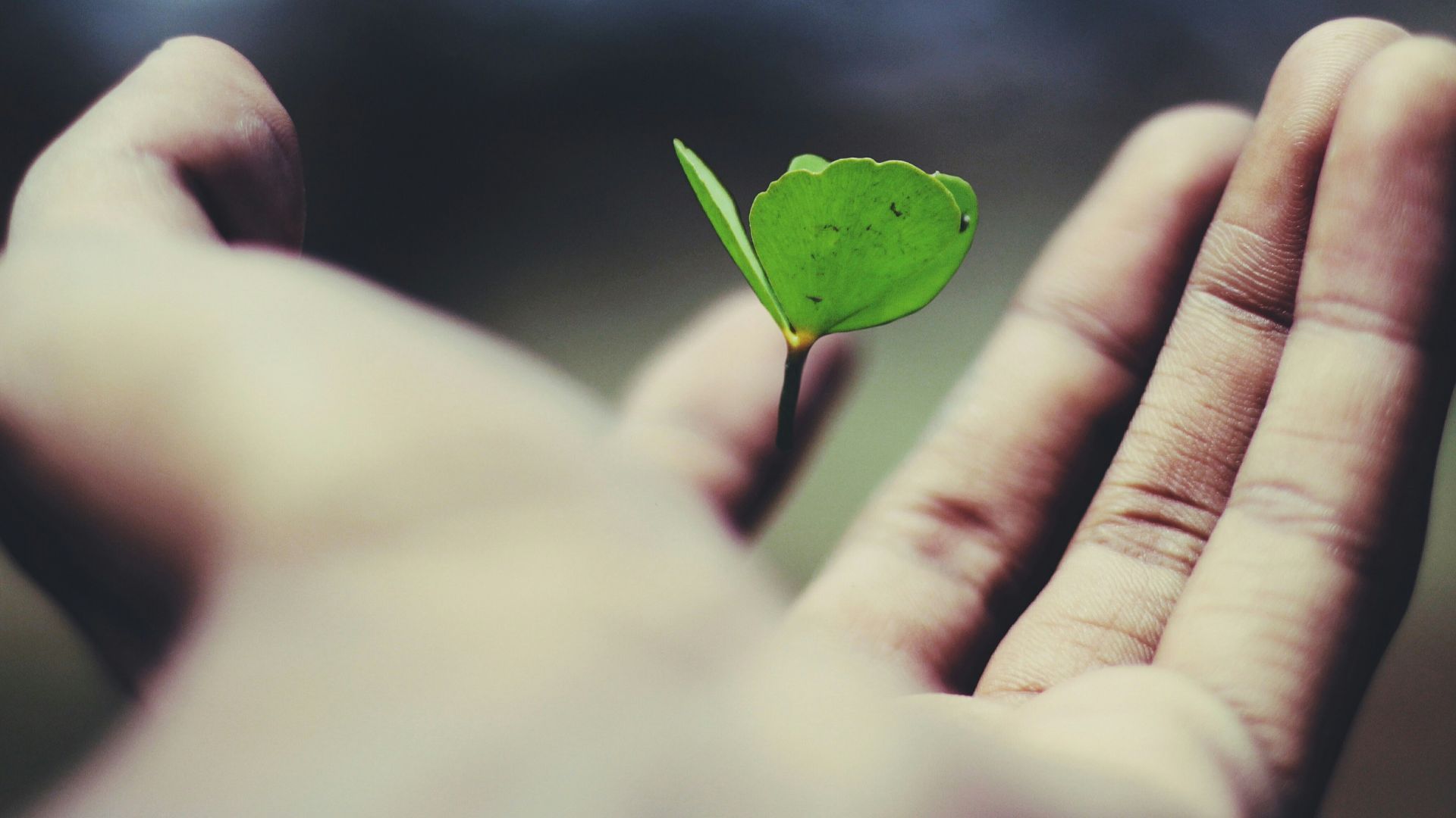 floating green leaf plant on person's hand