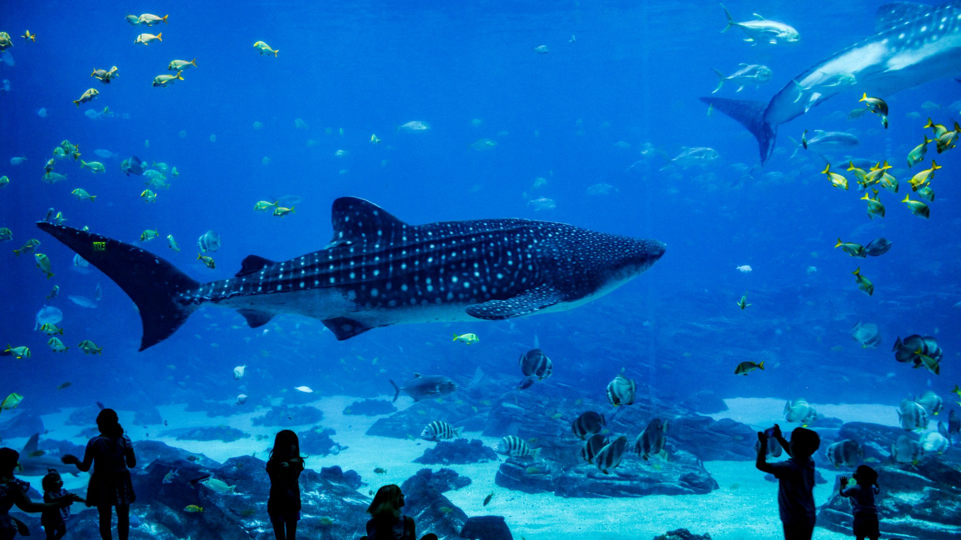 people standing in front of fish tank