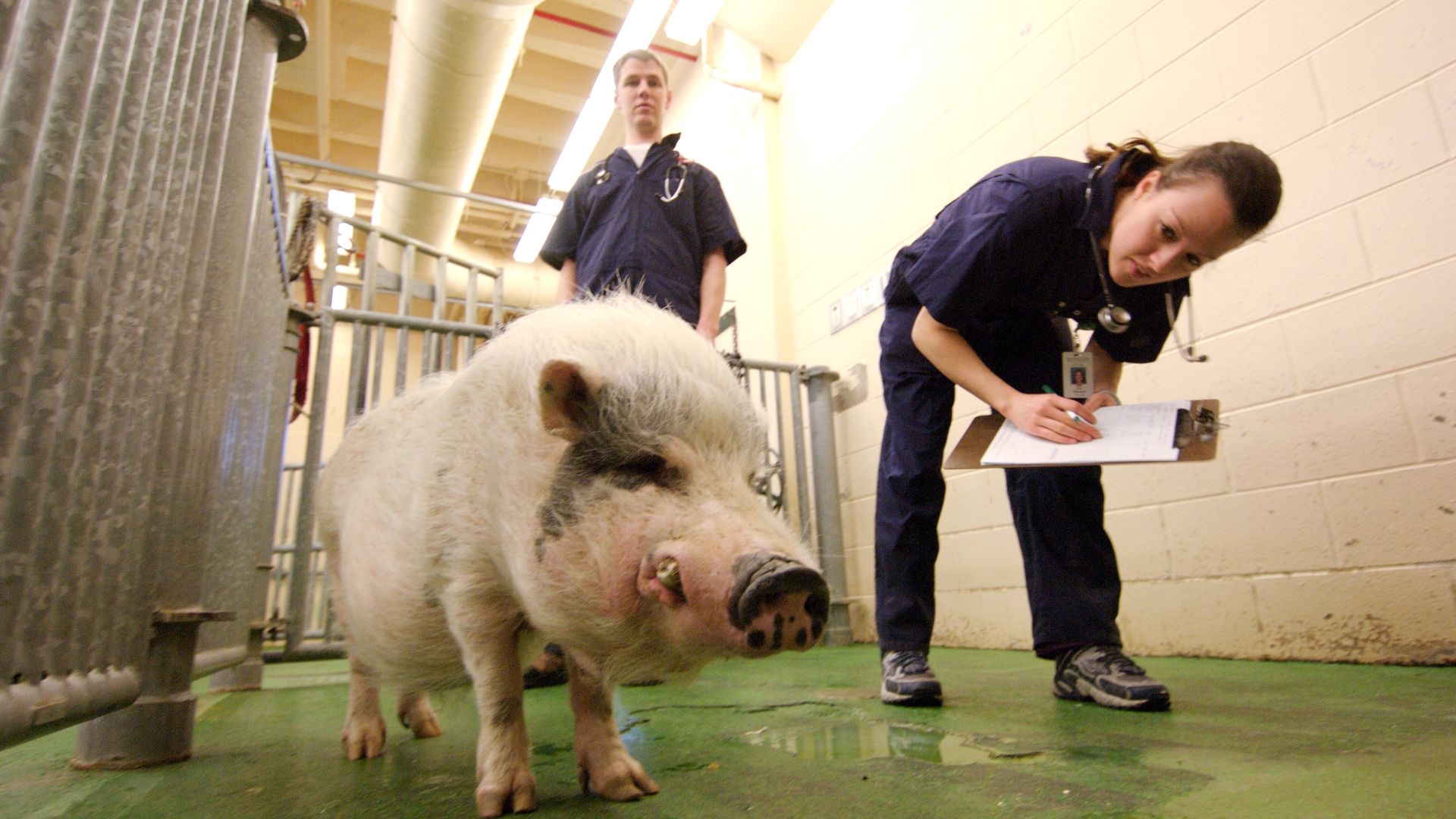 File:Vet Students Clinical Pig 2006-08.jpg