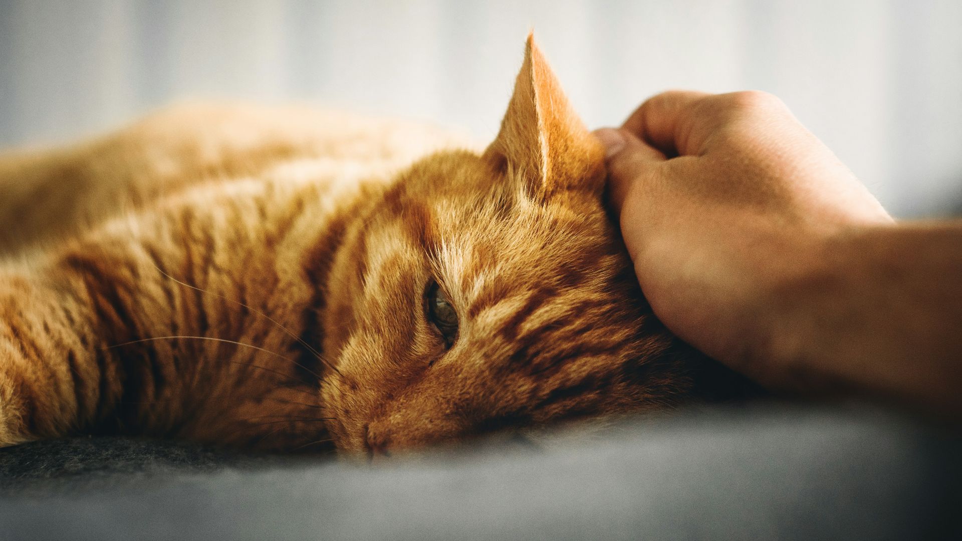 person holding orange tabby cat's head