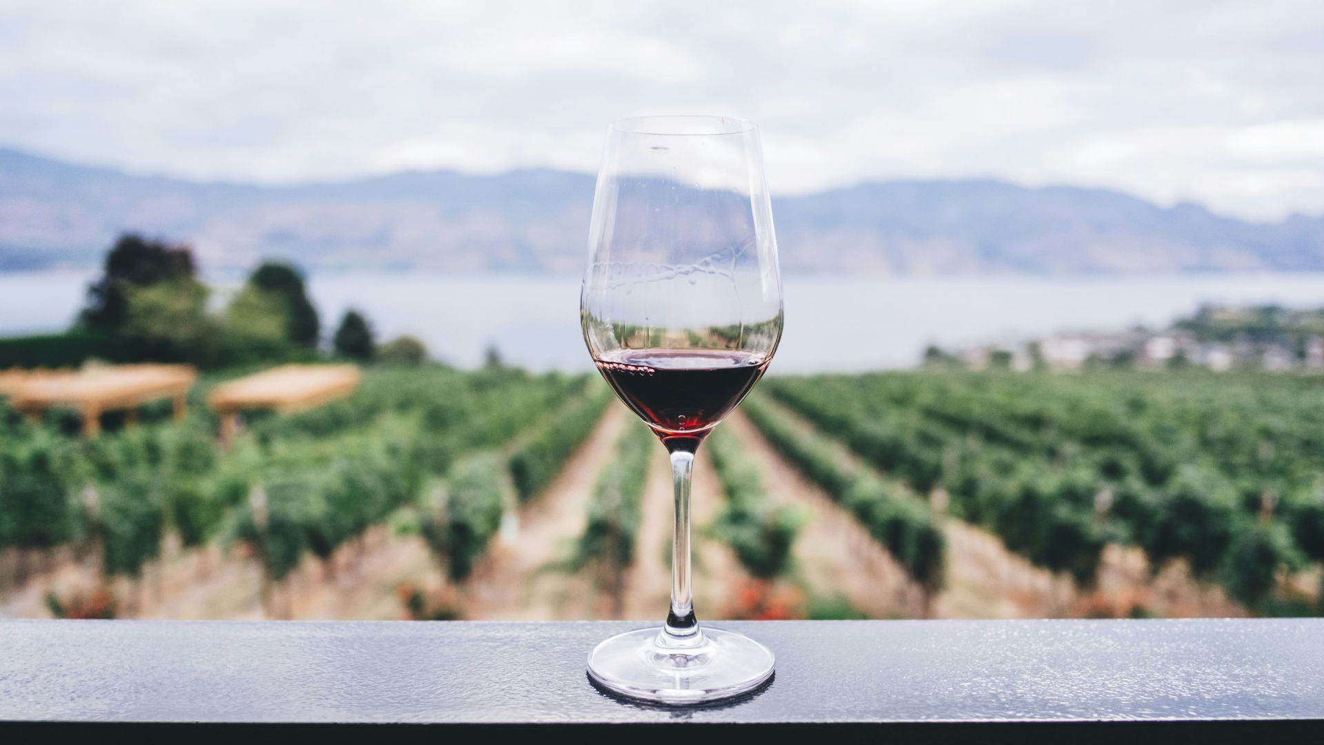 clear wine glass overlooking orchard during daytime