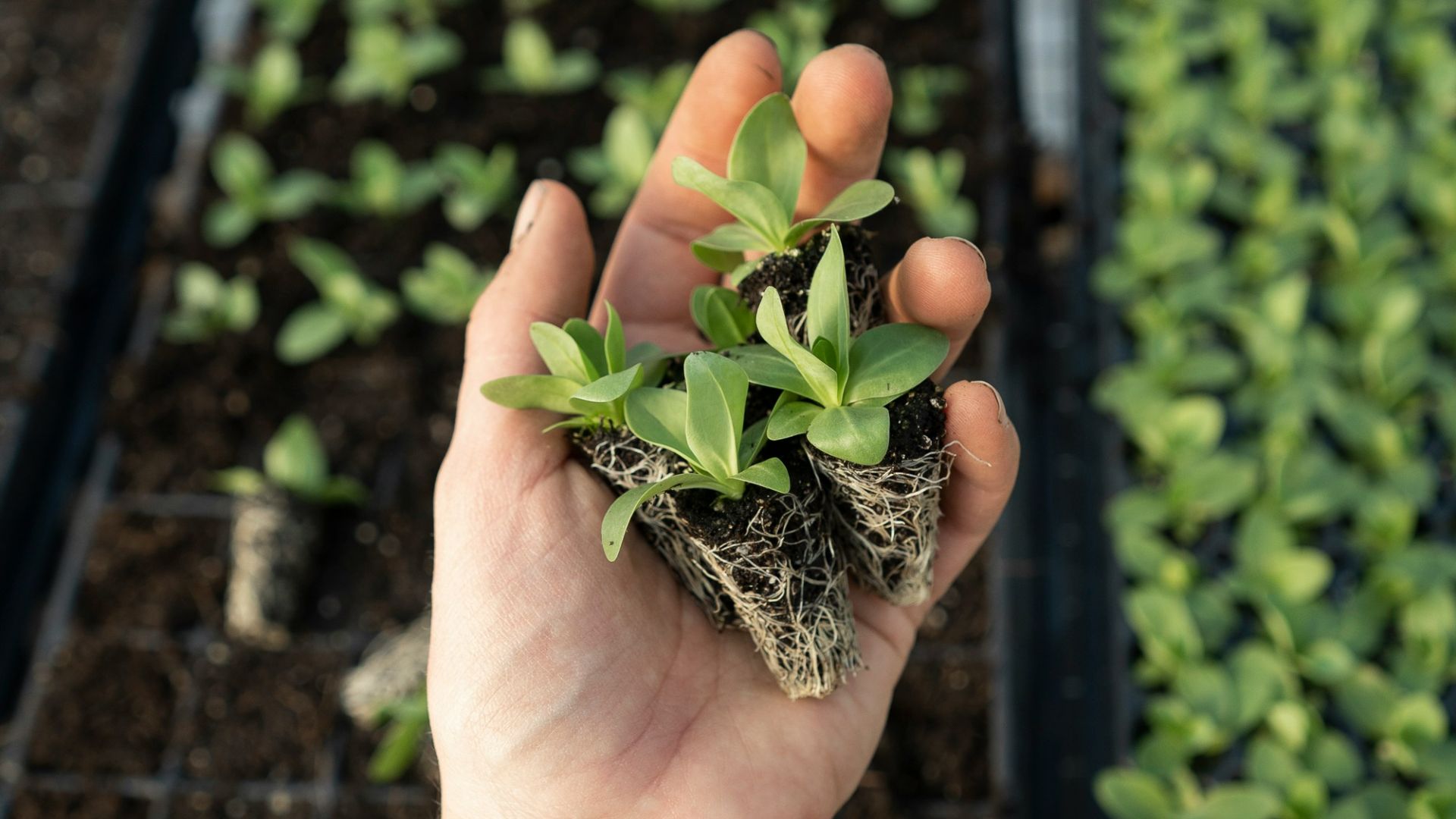 green plant on persons hand