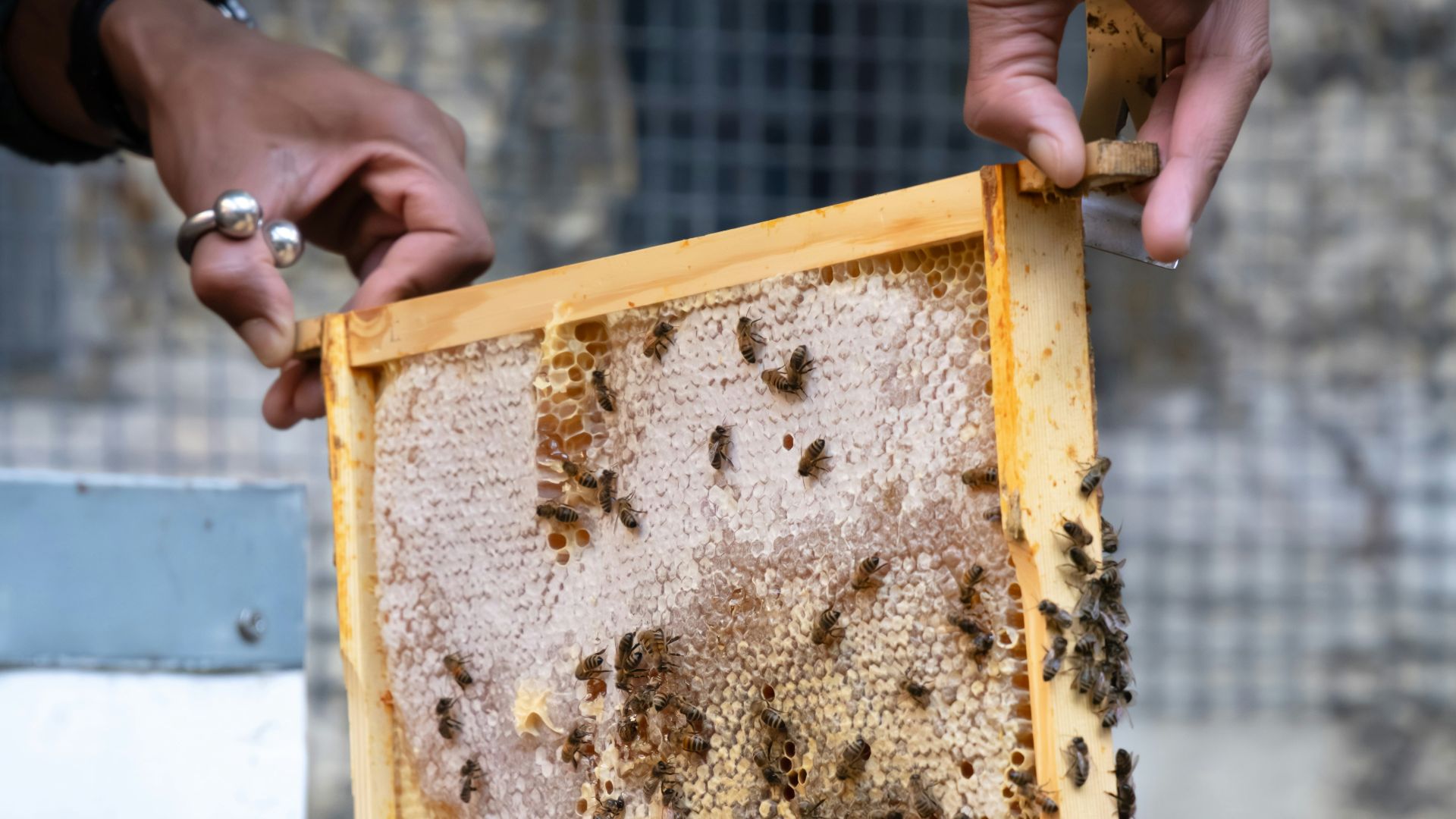 A person holding a beehive in their hands