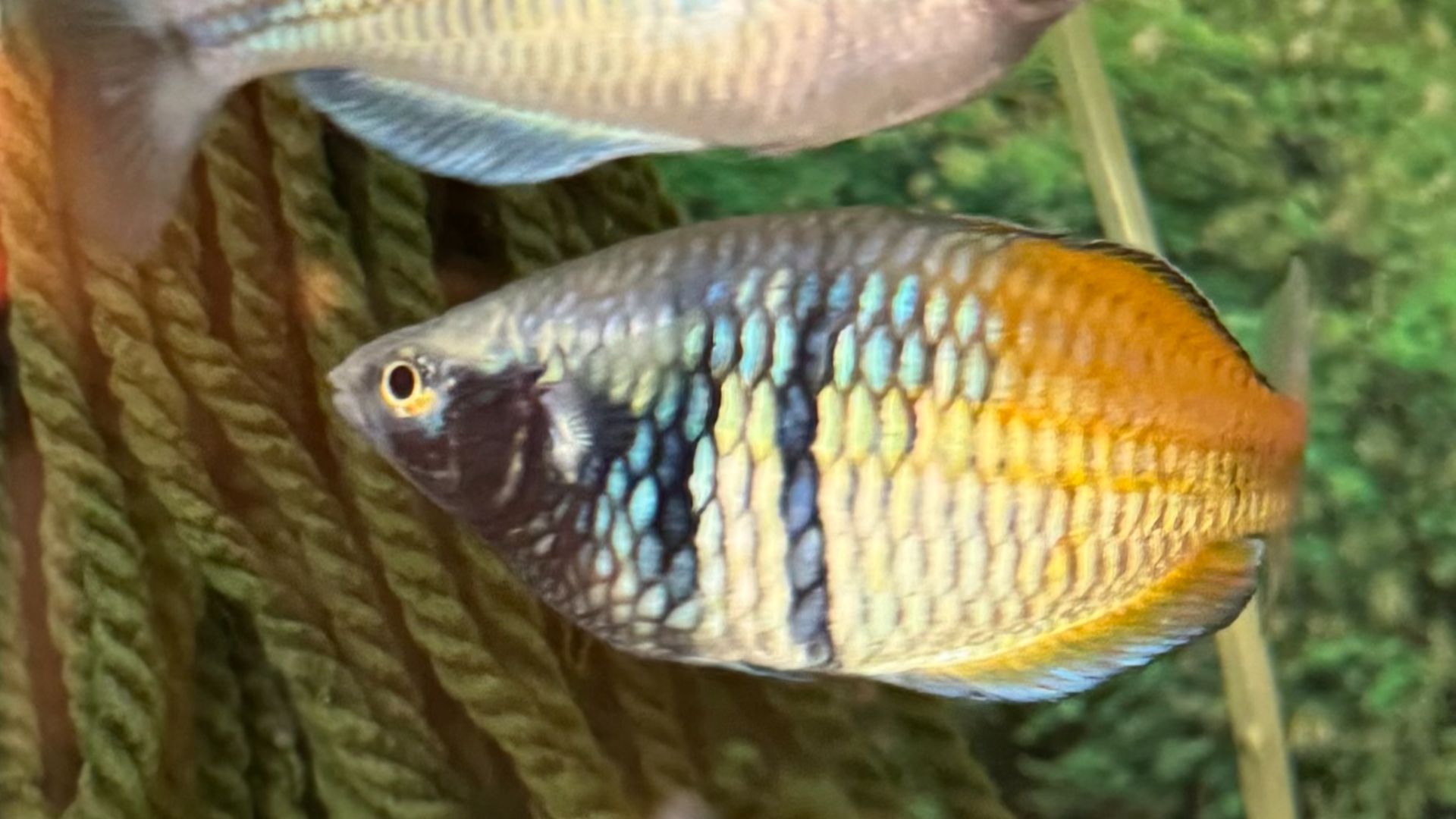 File:Bosemani Rainbow Fish Pair.jpg
