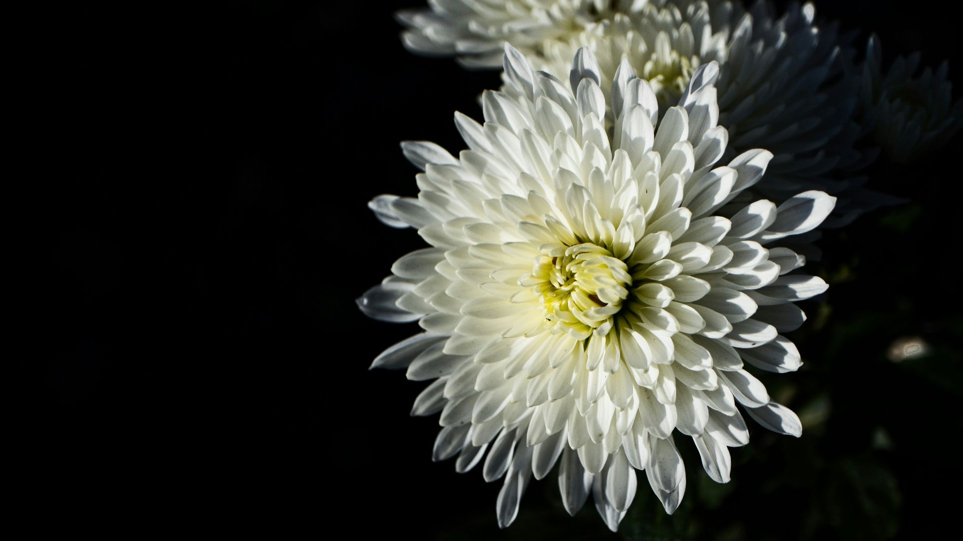 white and yellow flower in black background