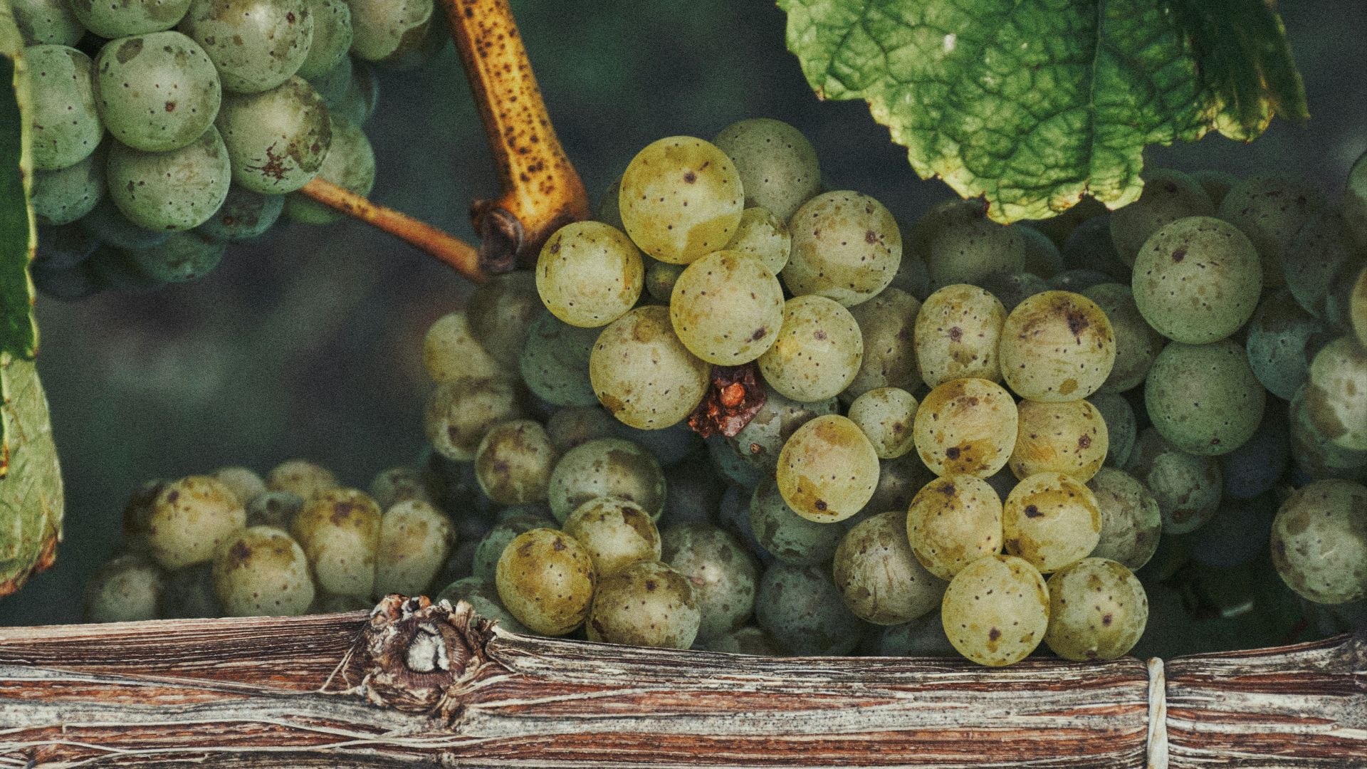 A bunch of grapes hanging from a vine