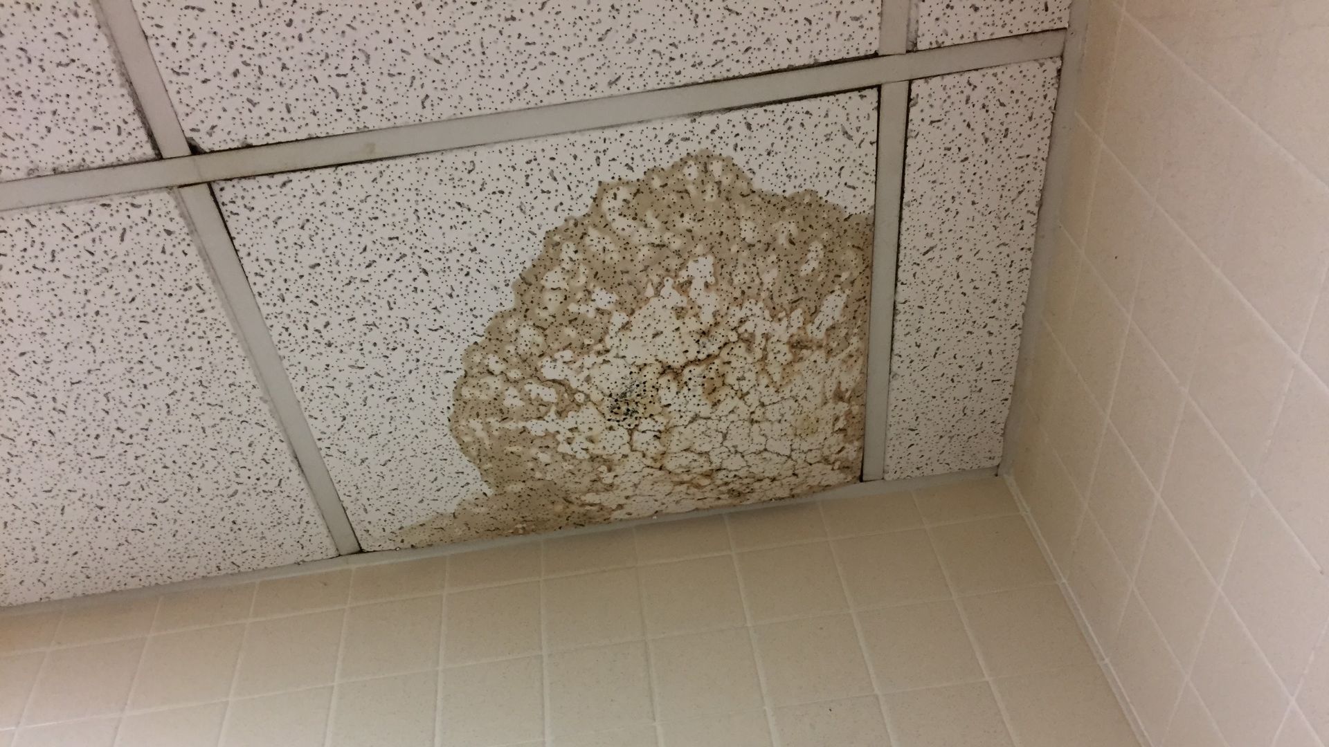 File:Ceiling water damage.jpg