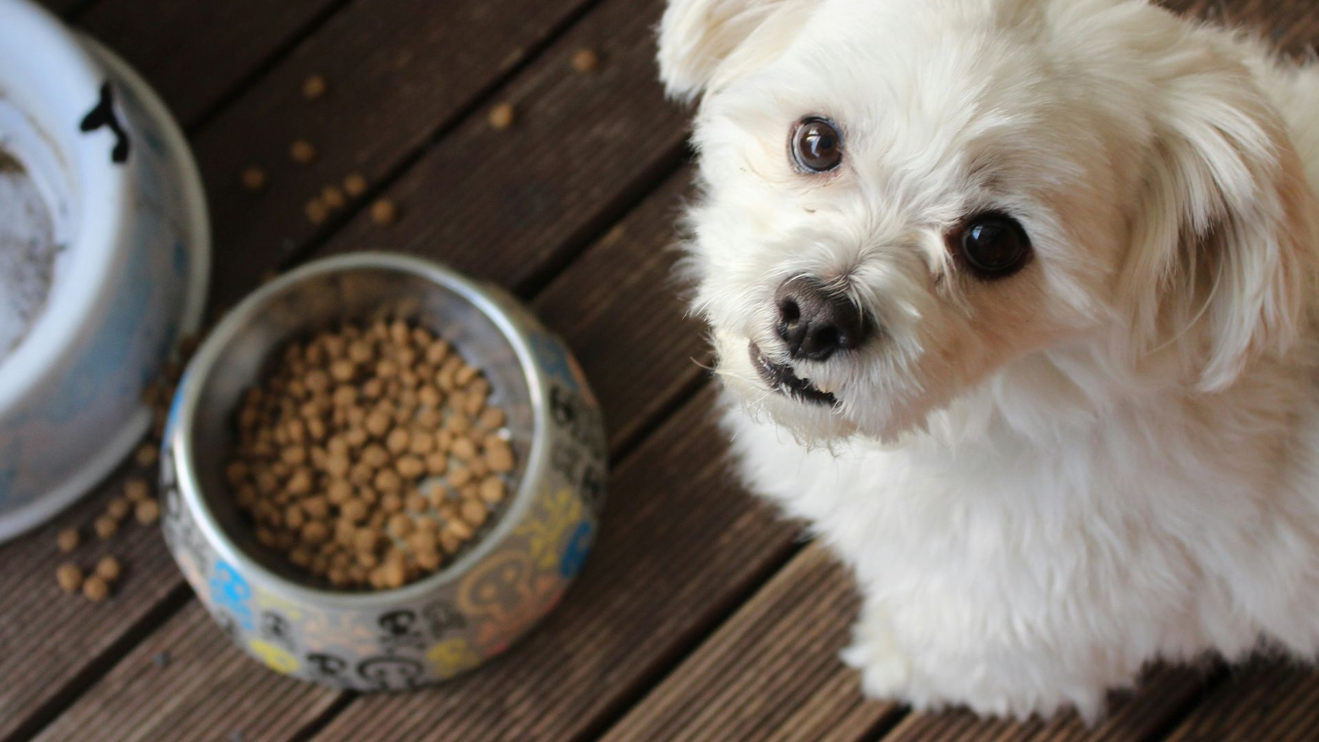 white long coat small dog on brown wooden floor