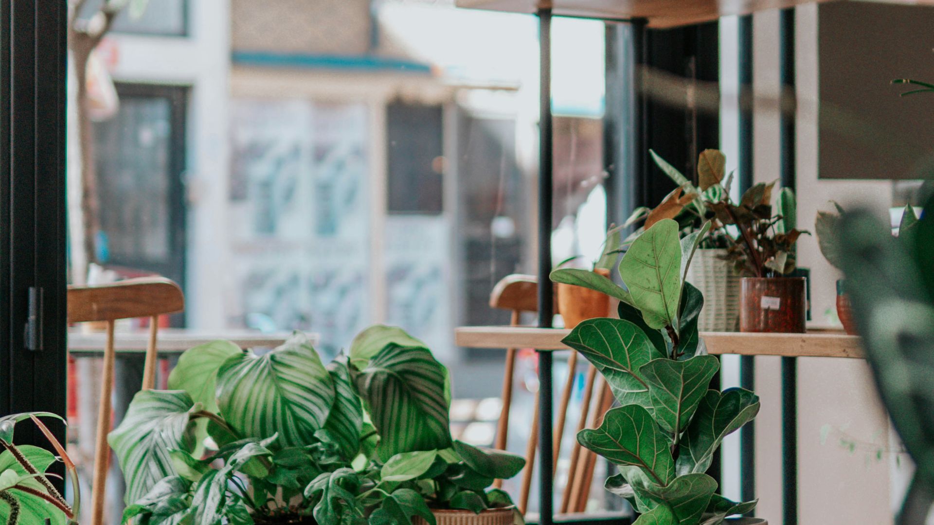 green potted plants on brown wooden seat