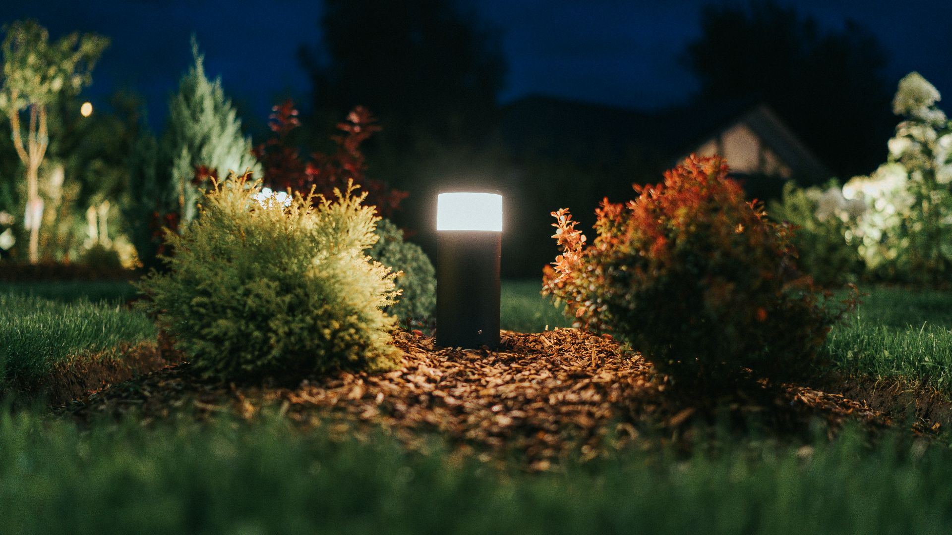 a group of bushes with lights in the background
