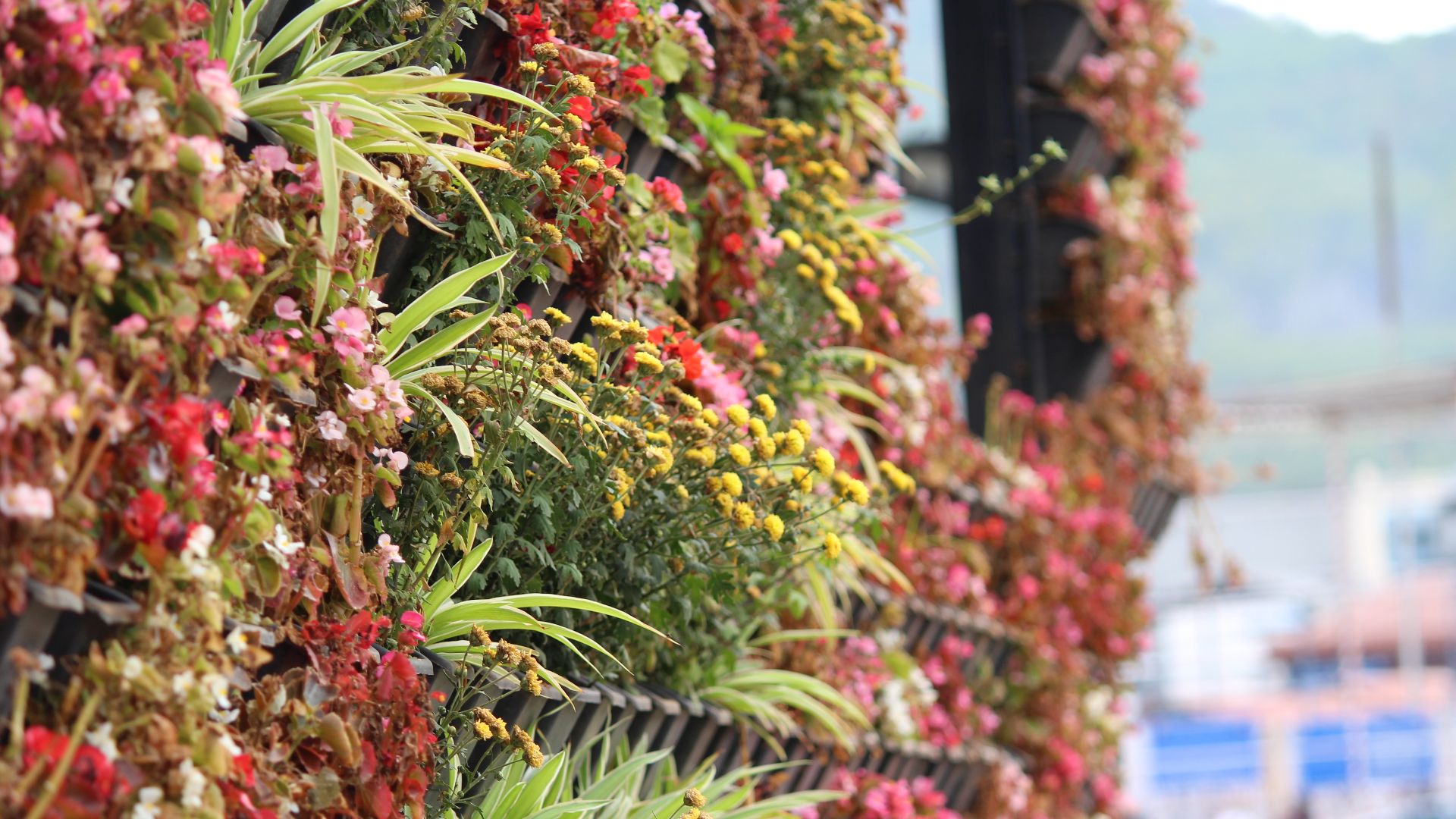 File:Vertical garden.jpg