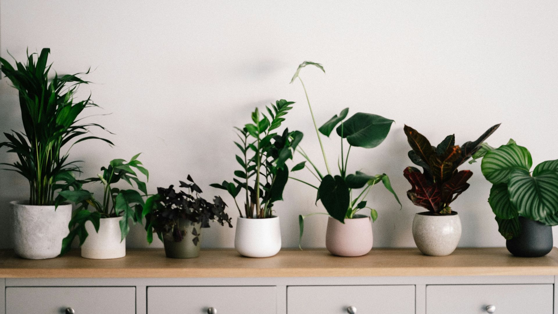 green plant on white ceramic pot