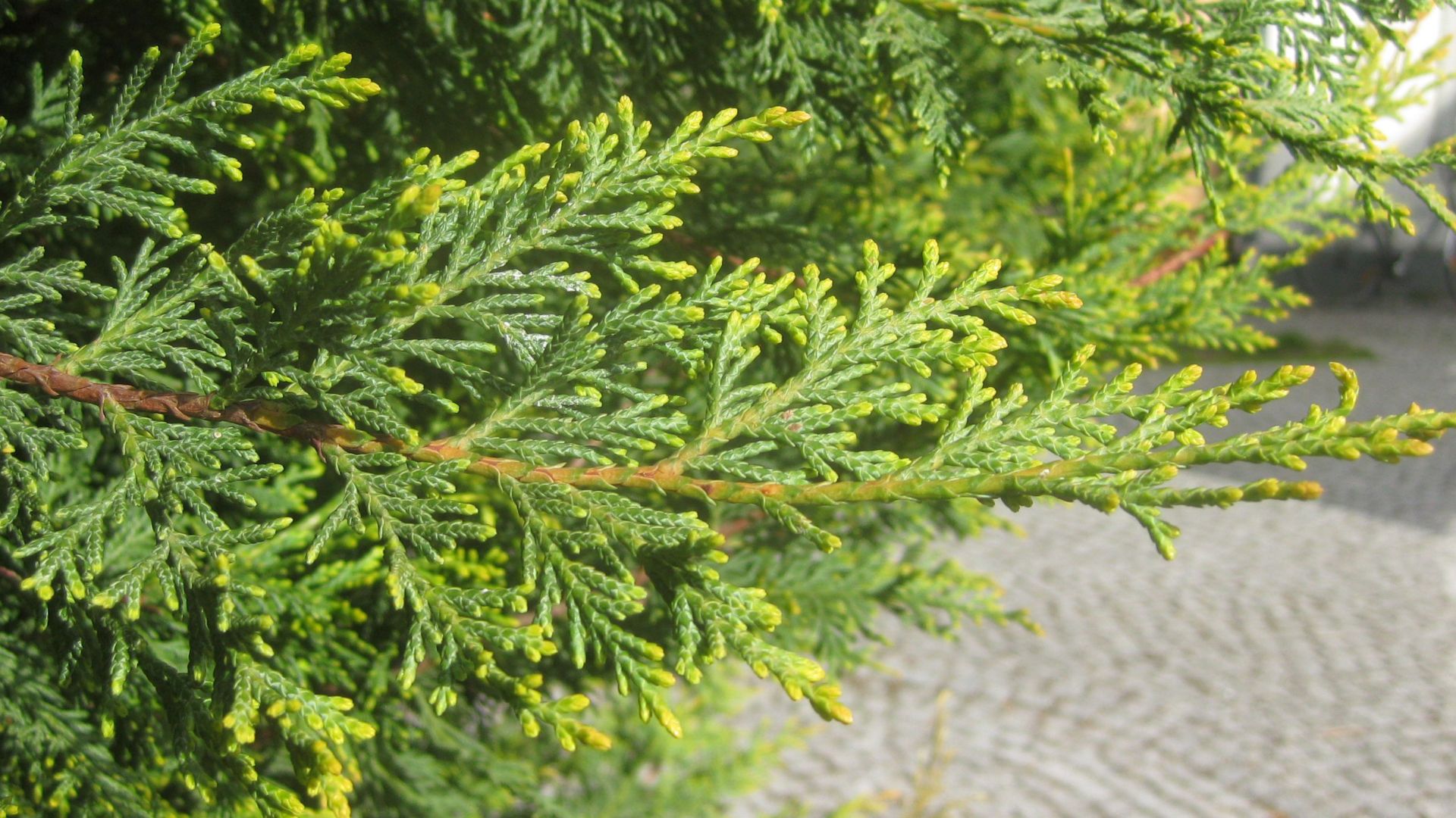 File:Ruhland, Kirchplatz, Leyland-Zypresse an der Südostecke, Zweig, Frühling, 02.jpg