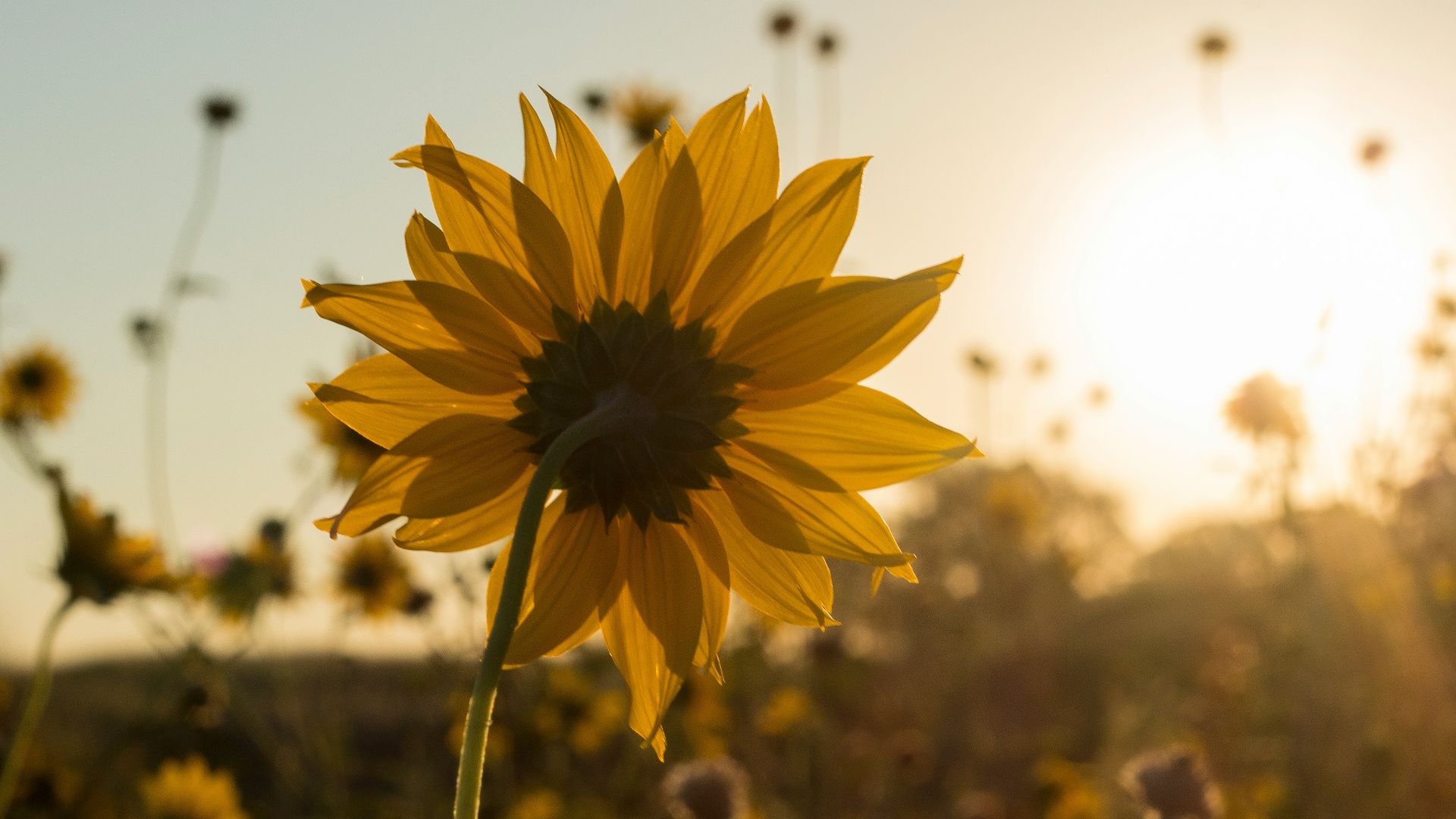 photo of yellow Sunflowers