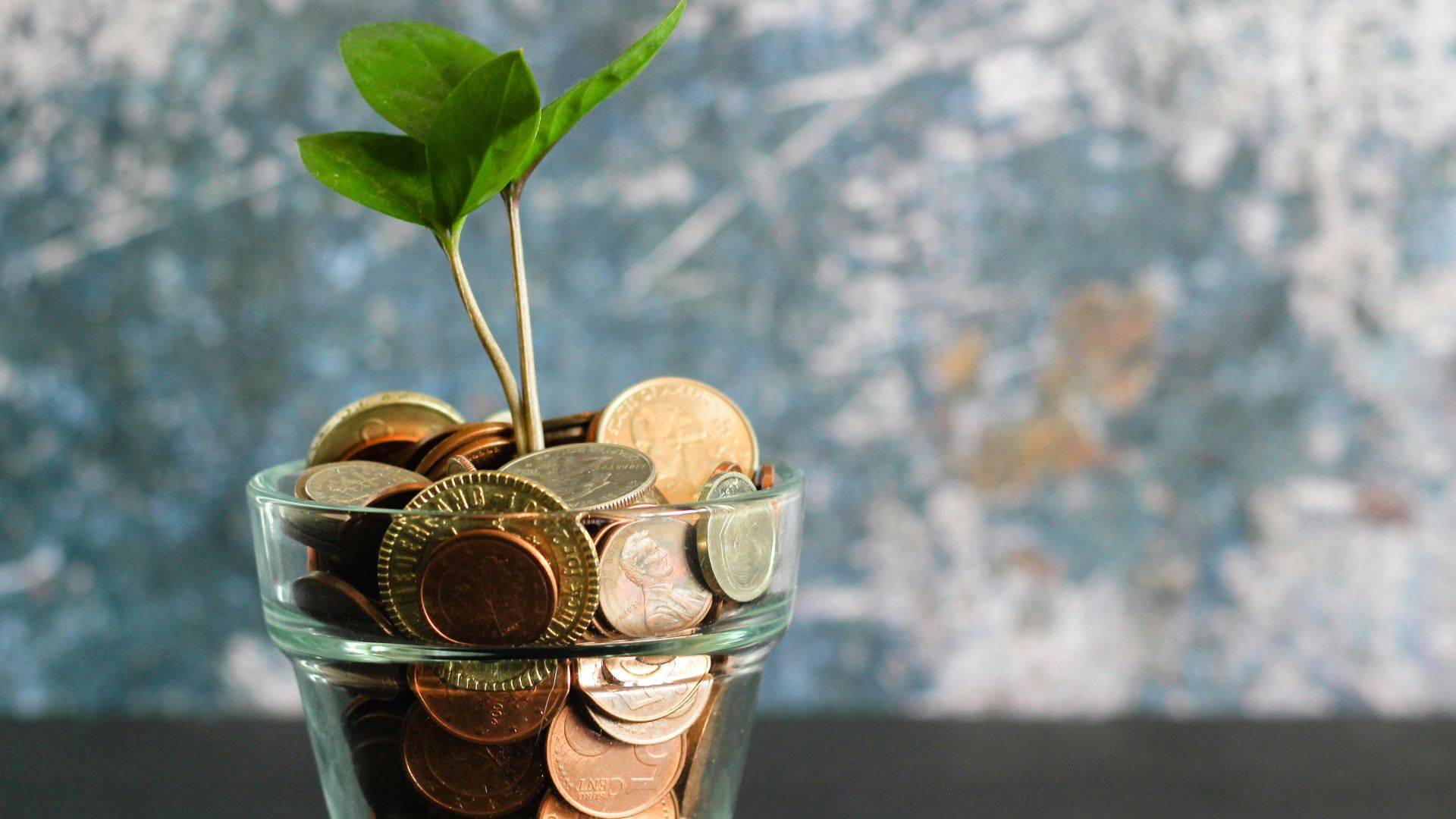 green plant in clear glass vase