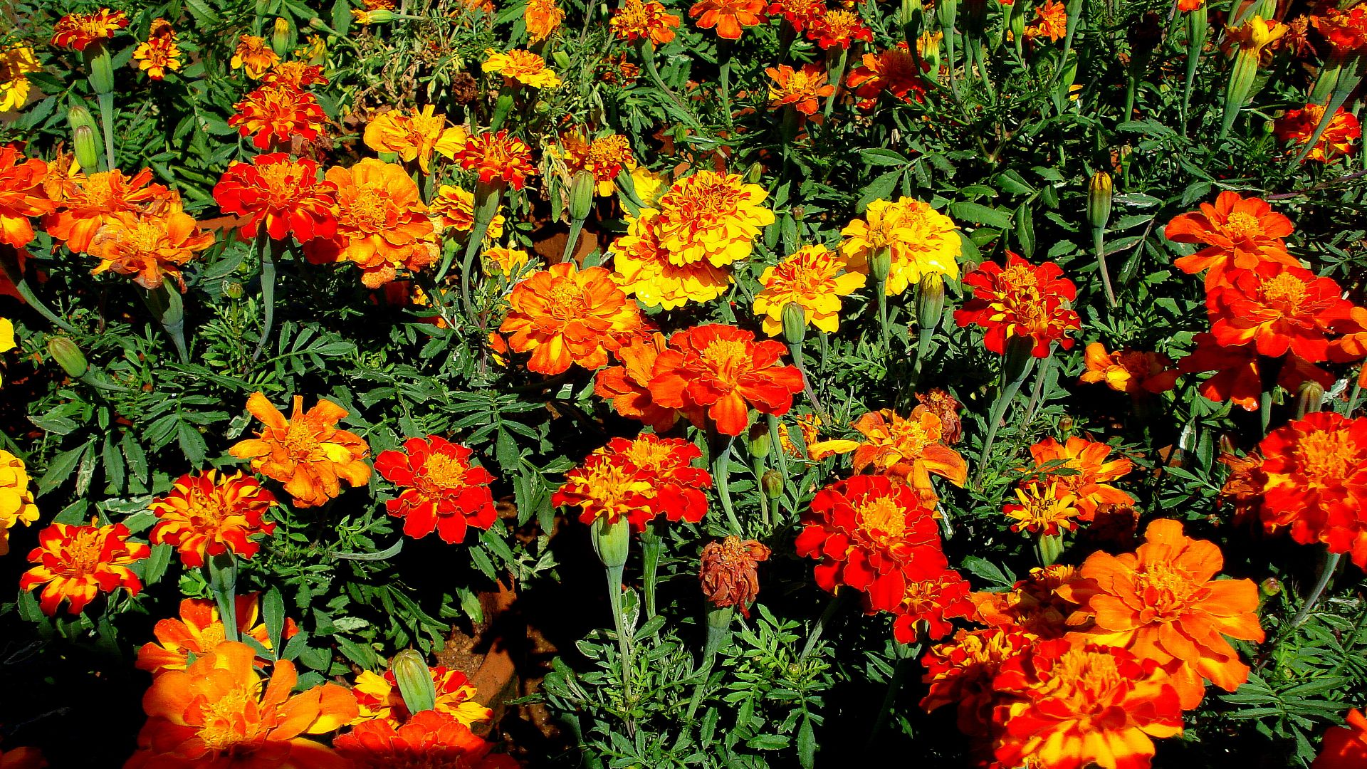File:Marigolds.JPG