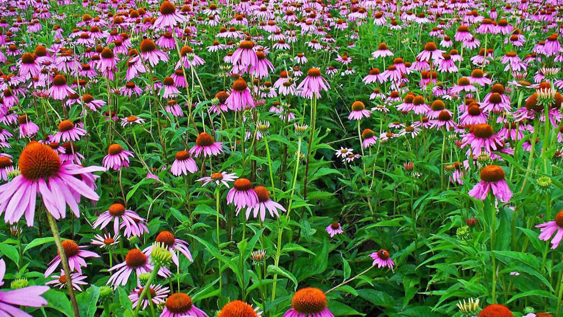 File:Echinacea purpurea 001.JPG