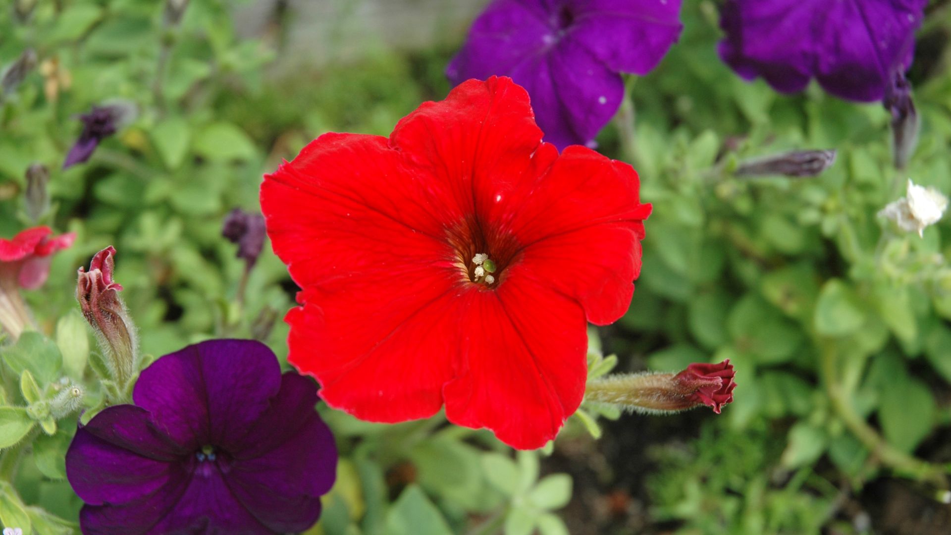 File:Petunia sp. 3 (49044761463).jpg
