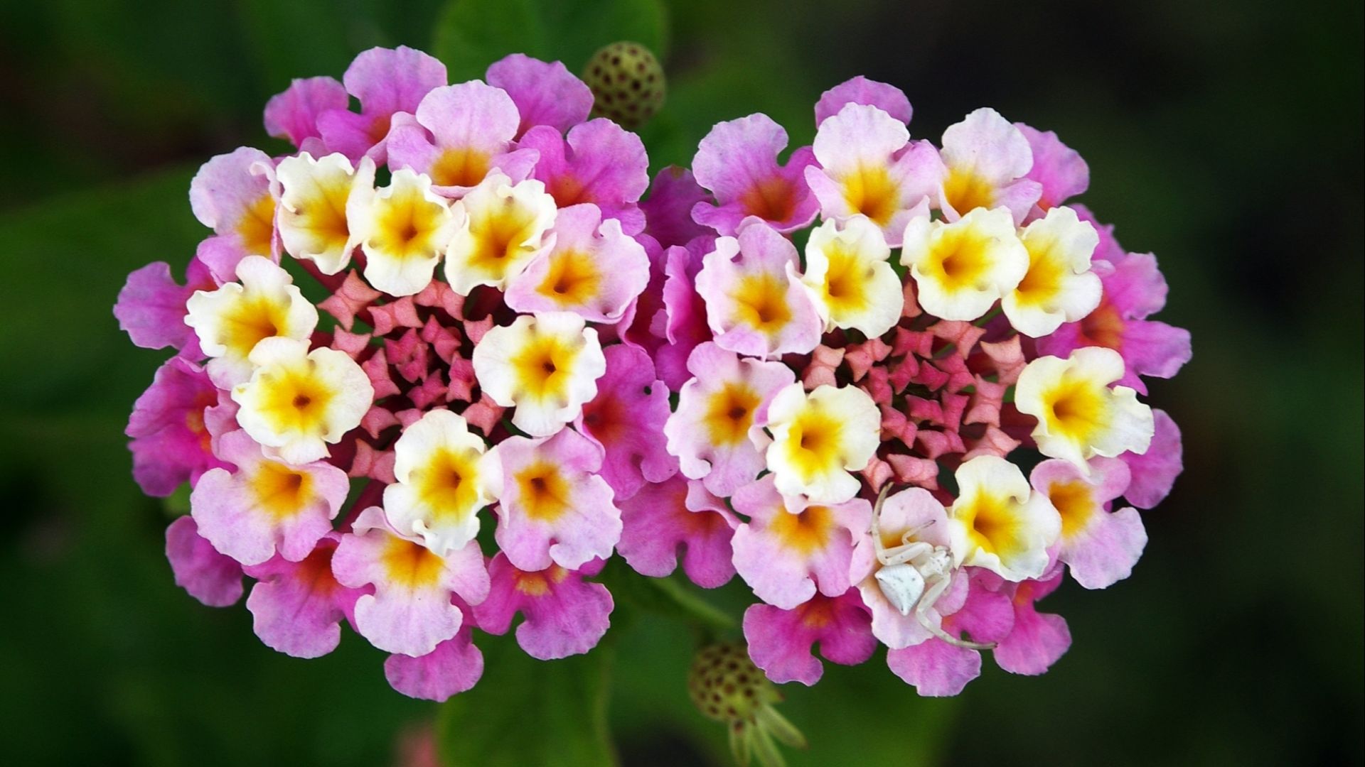 File:Twin lantana camara edit.jpg