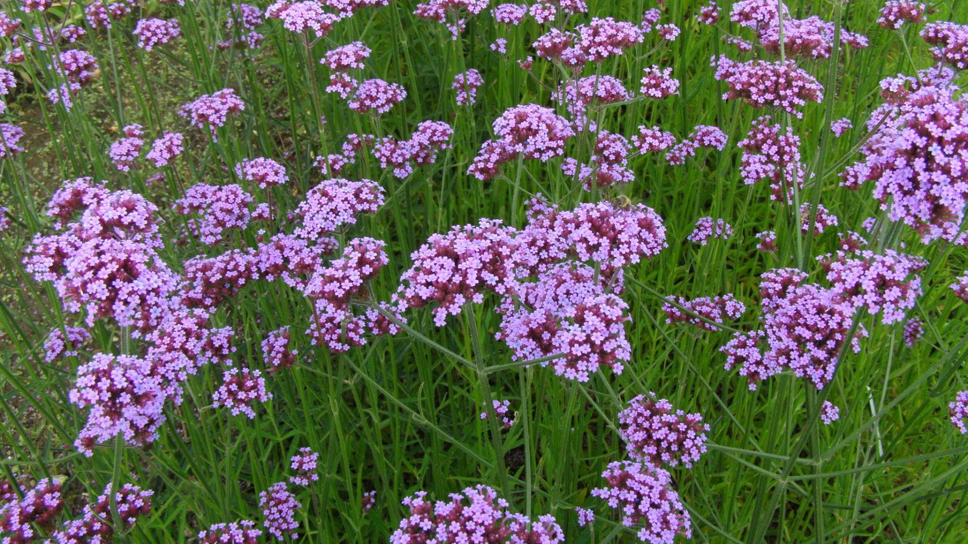 File:Verbena bonariensis.jpg