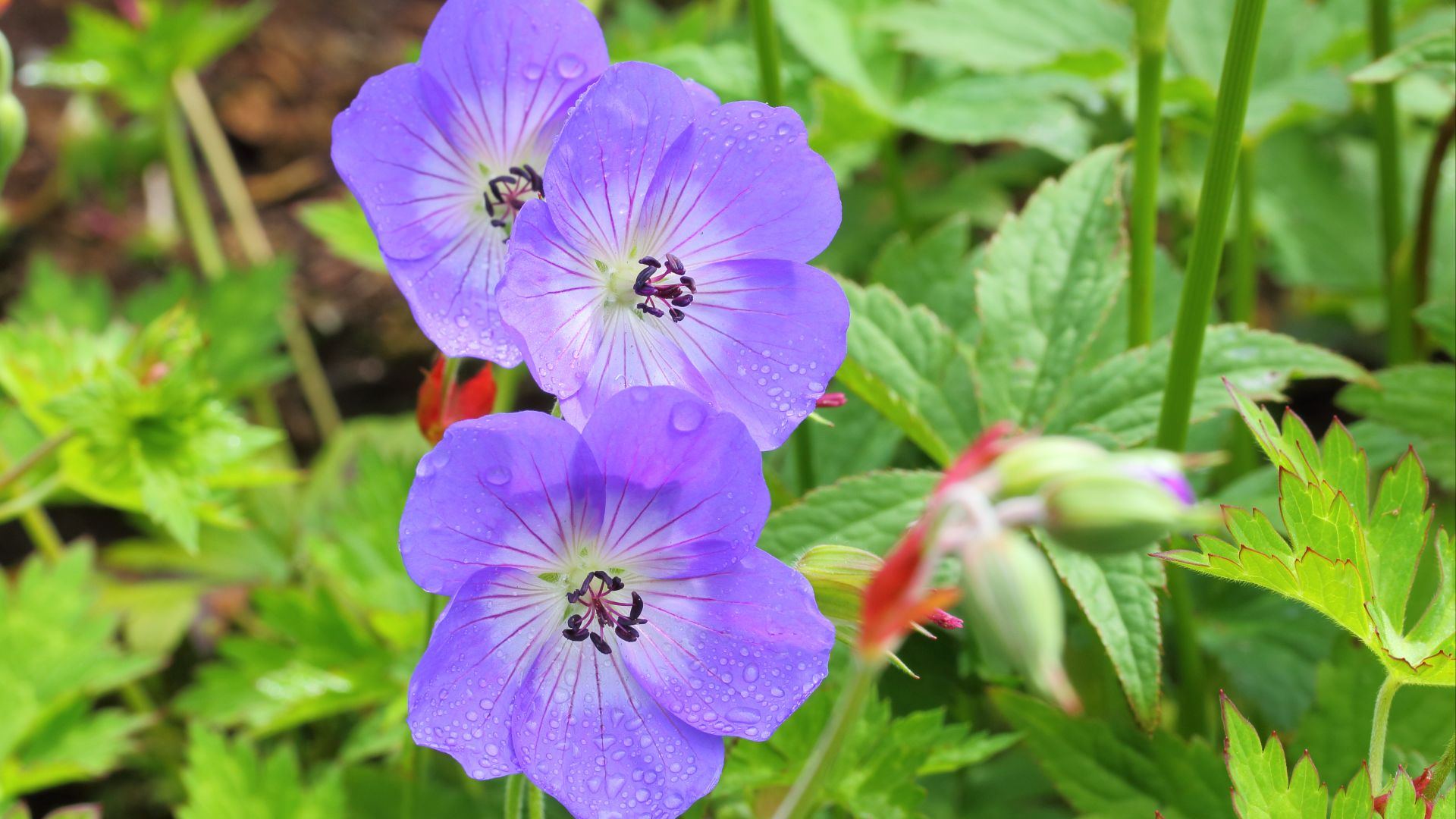 File:Geranium 'Rozanne'.JPG