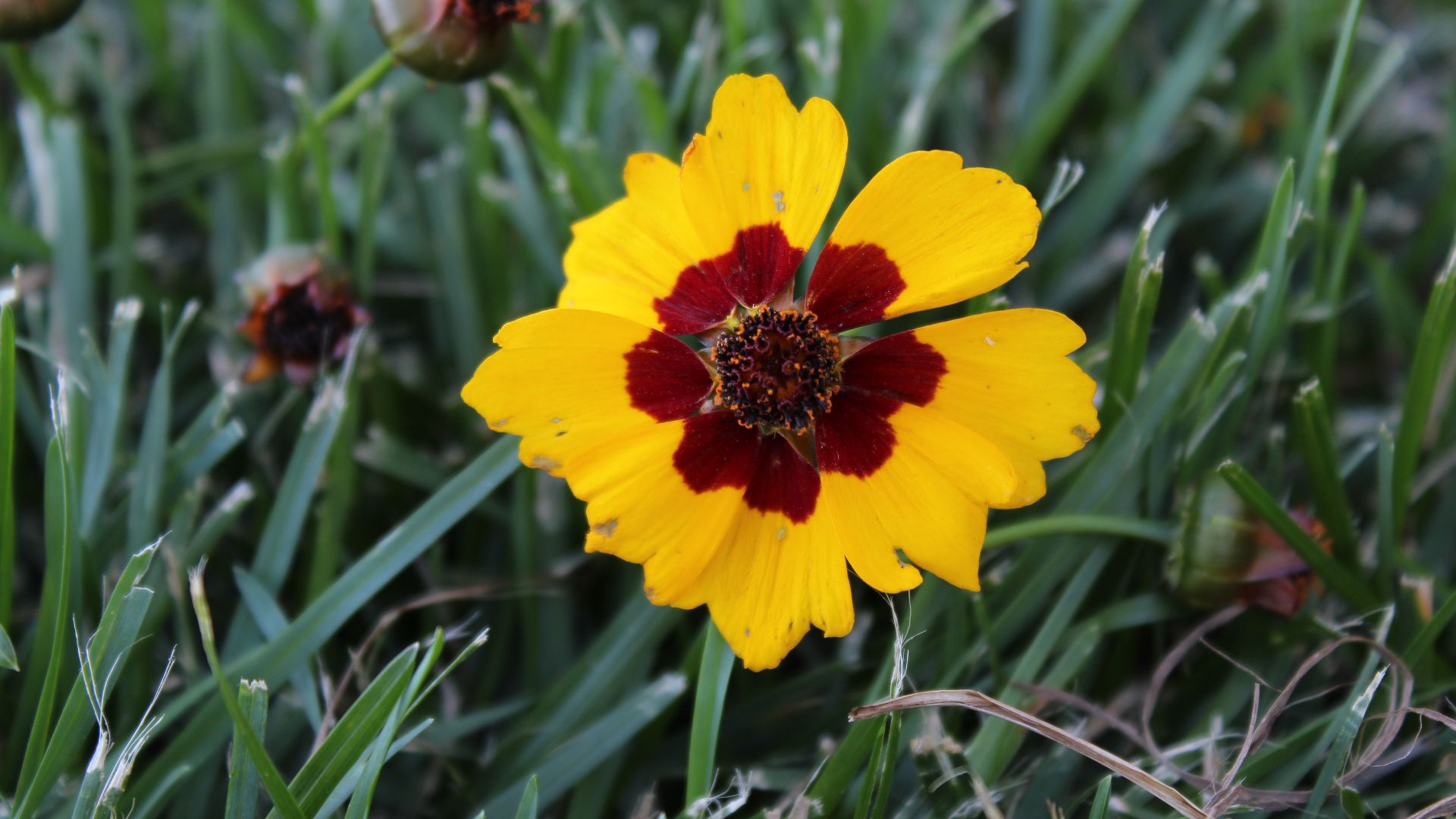 File:Coreopsis2.jpg