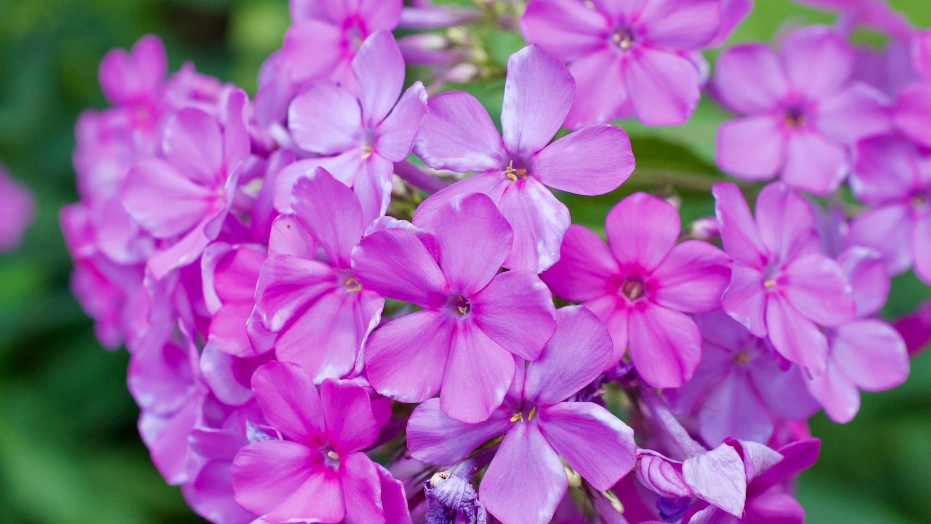 File:Phlox 0125.jpg