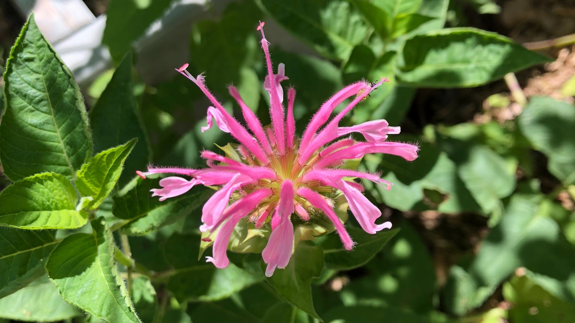 File:Bee Balm1.jpg