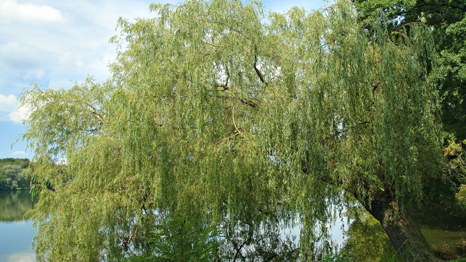 File:Salix x sepulcralis (aka).jpg