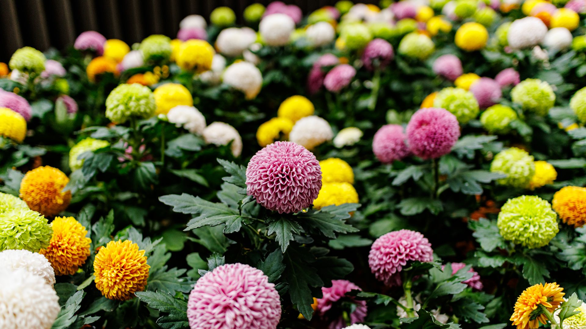 File:Dahlia in China (3).jpg