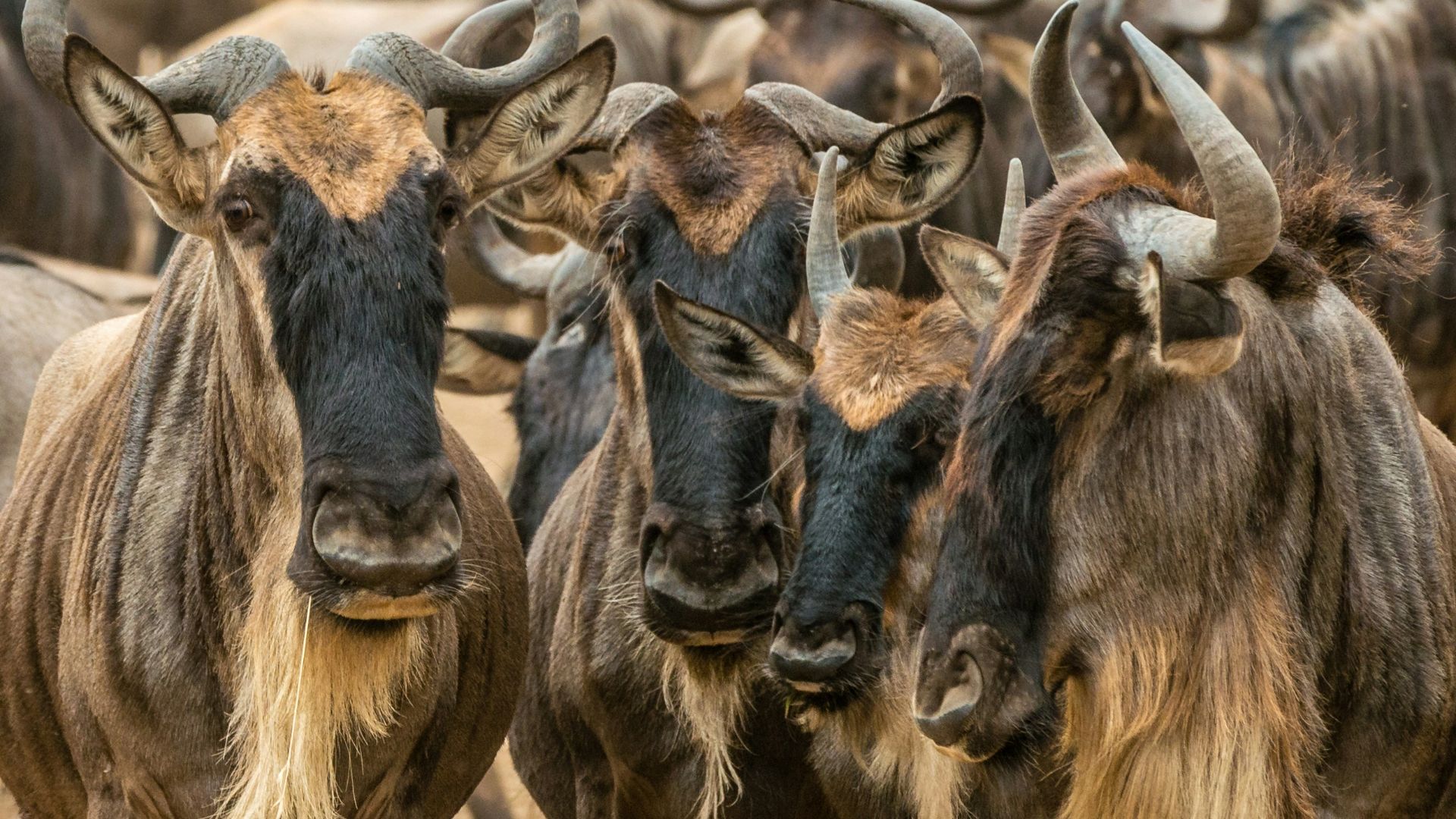 shallow focus photography of brown animals during daytime