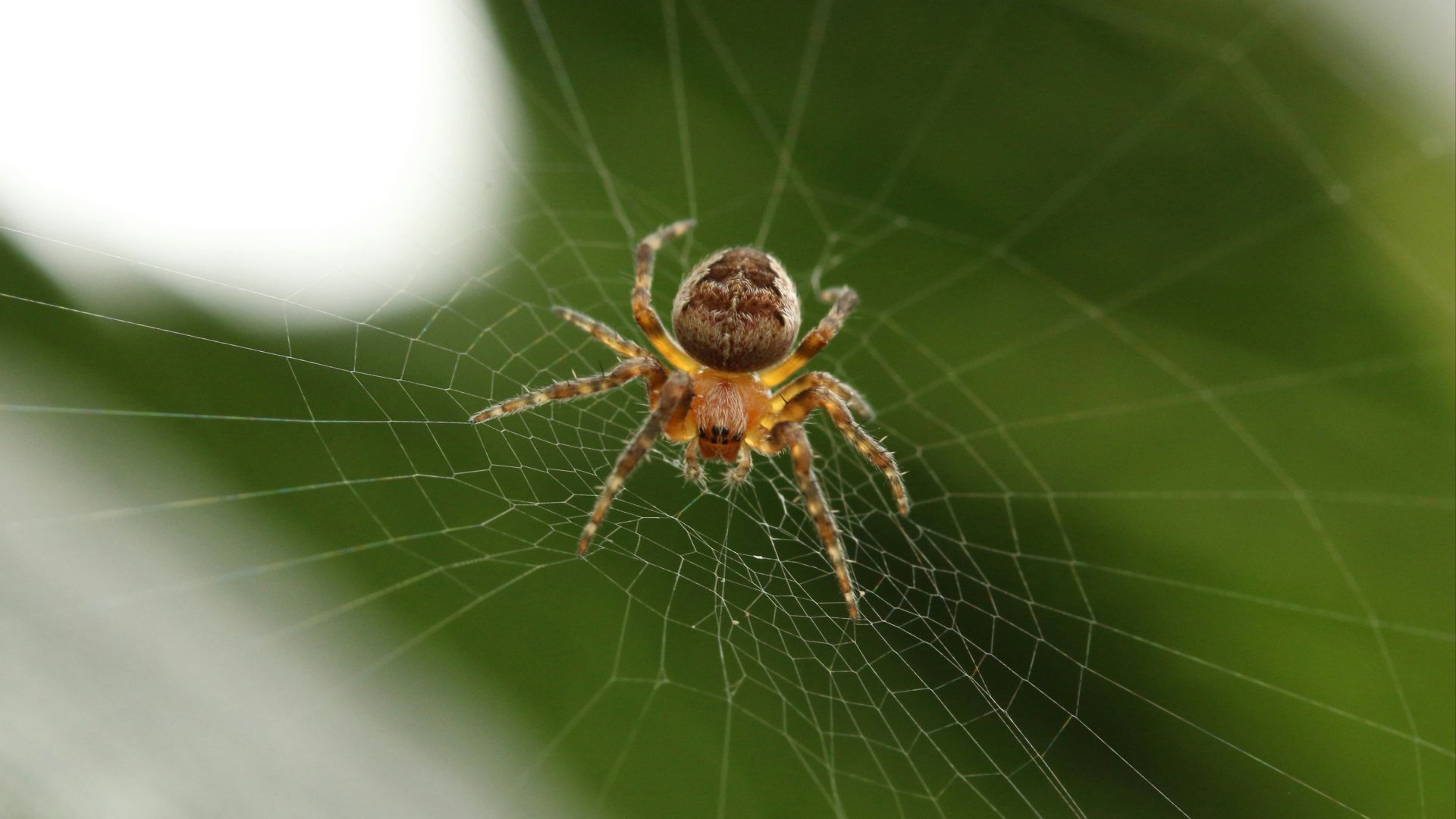 barn spider on cobweb closeup photography