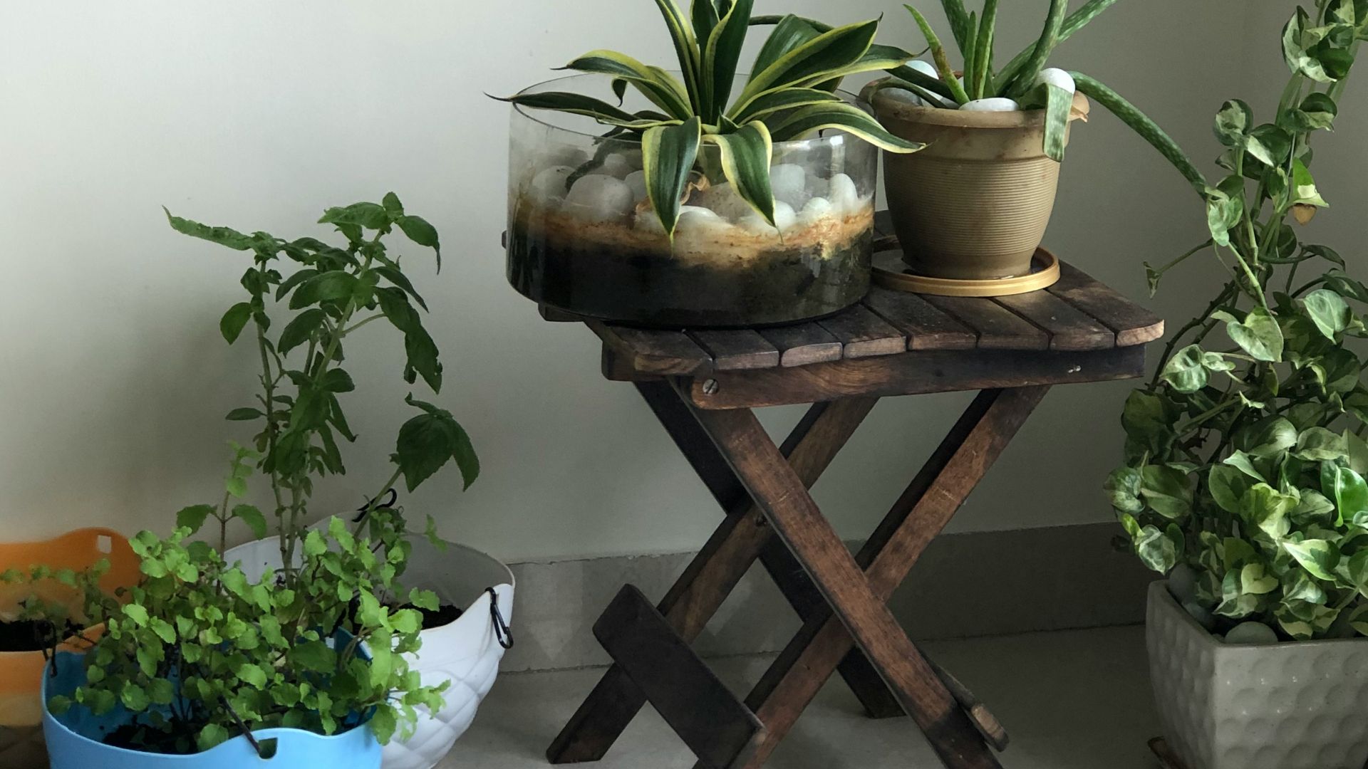 green plant on brown wooden table