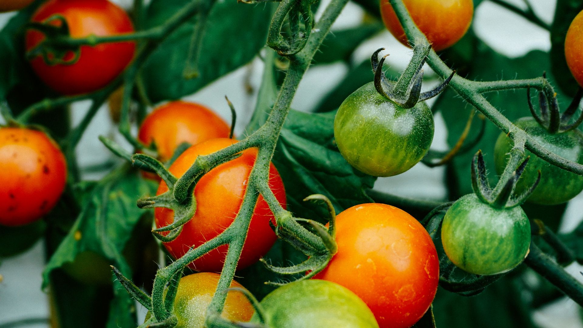 tomatoes hanging on tomato plant