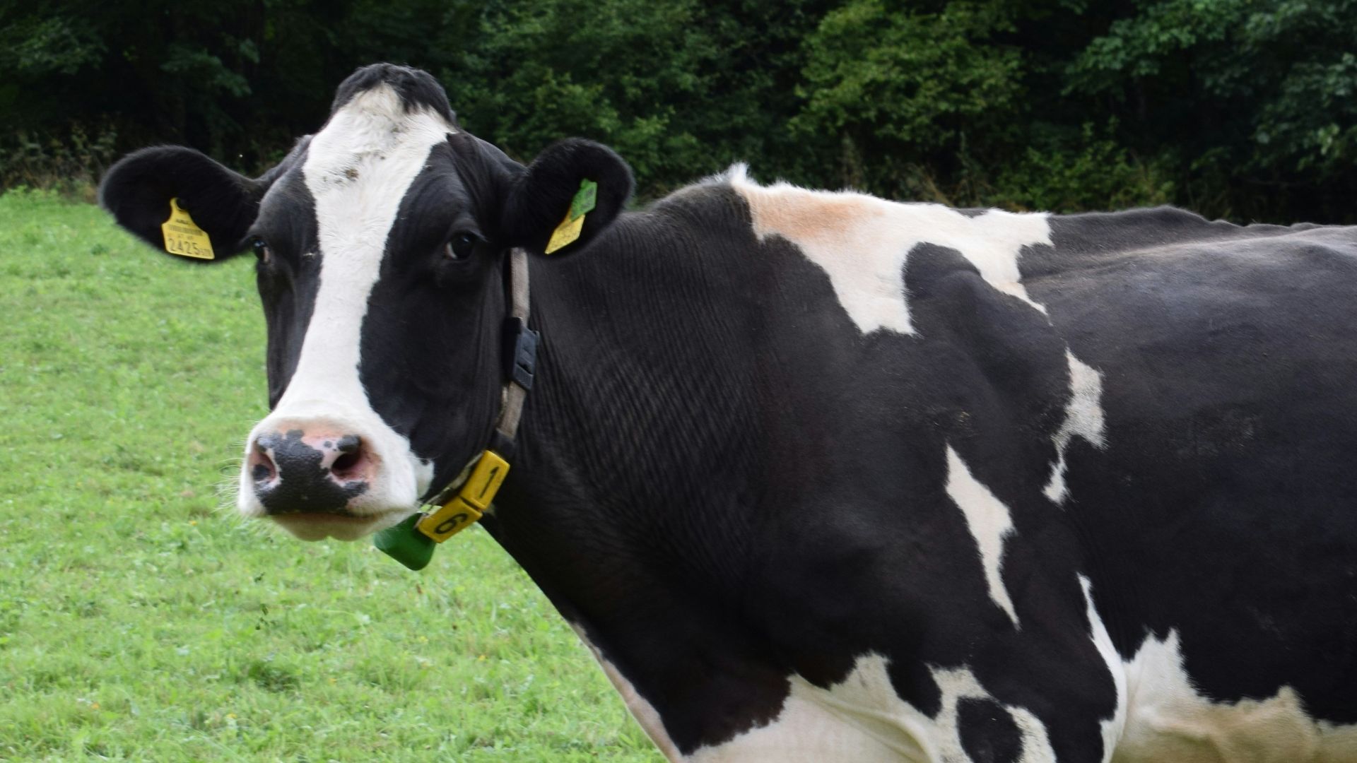 black and white cow standing on grass field
