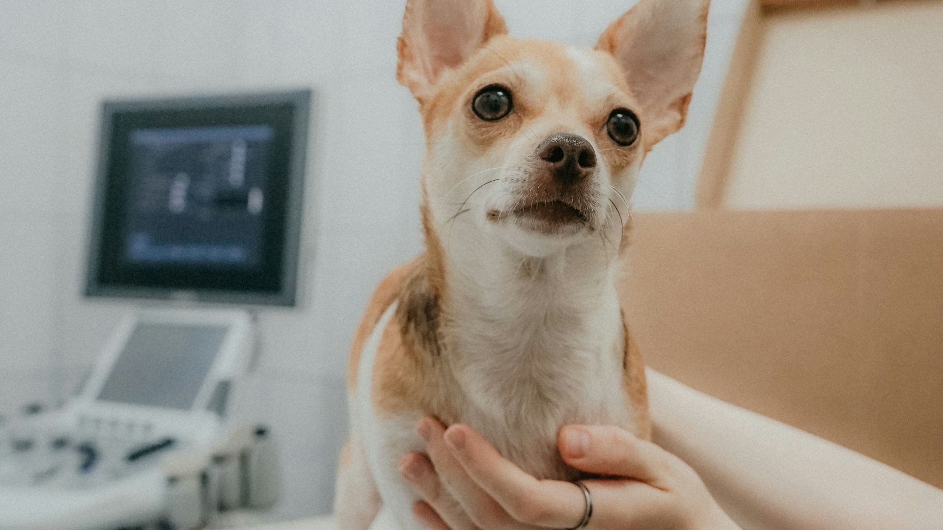 a person holding a dog