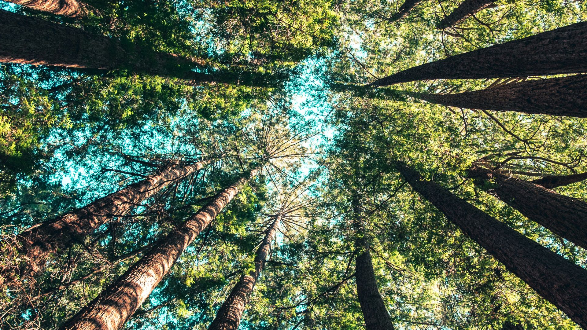 low angle photography of trees at daytime