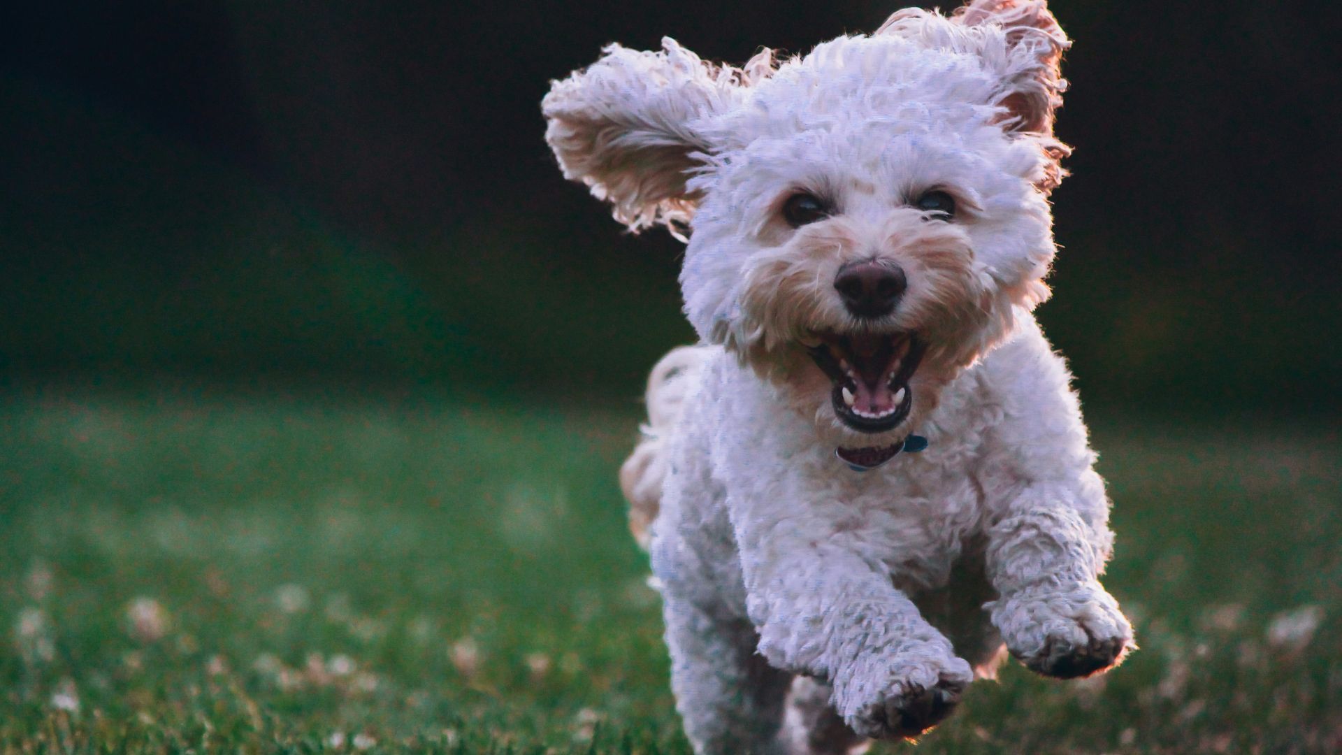 shallow focus photography of white shih tzu puppy running on the grass
