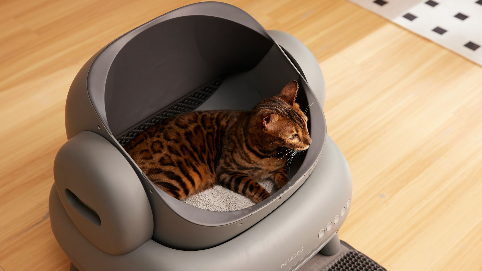 A cat sitting in a litter box on the floor