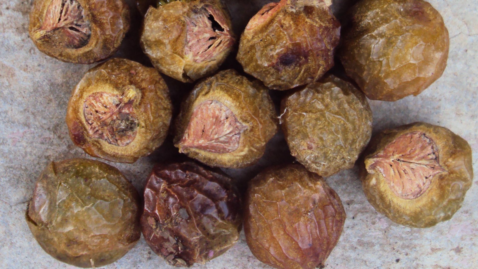 File:Sapindus trifoliatus 15.jpg