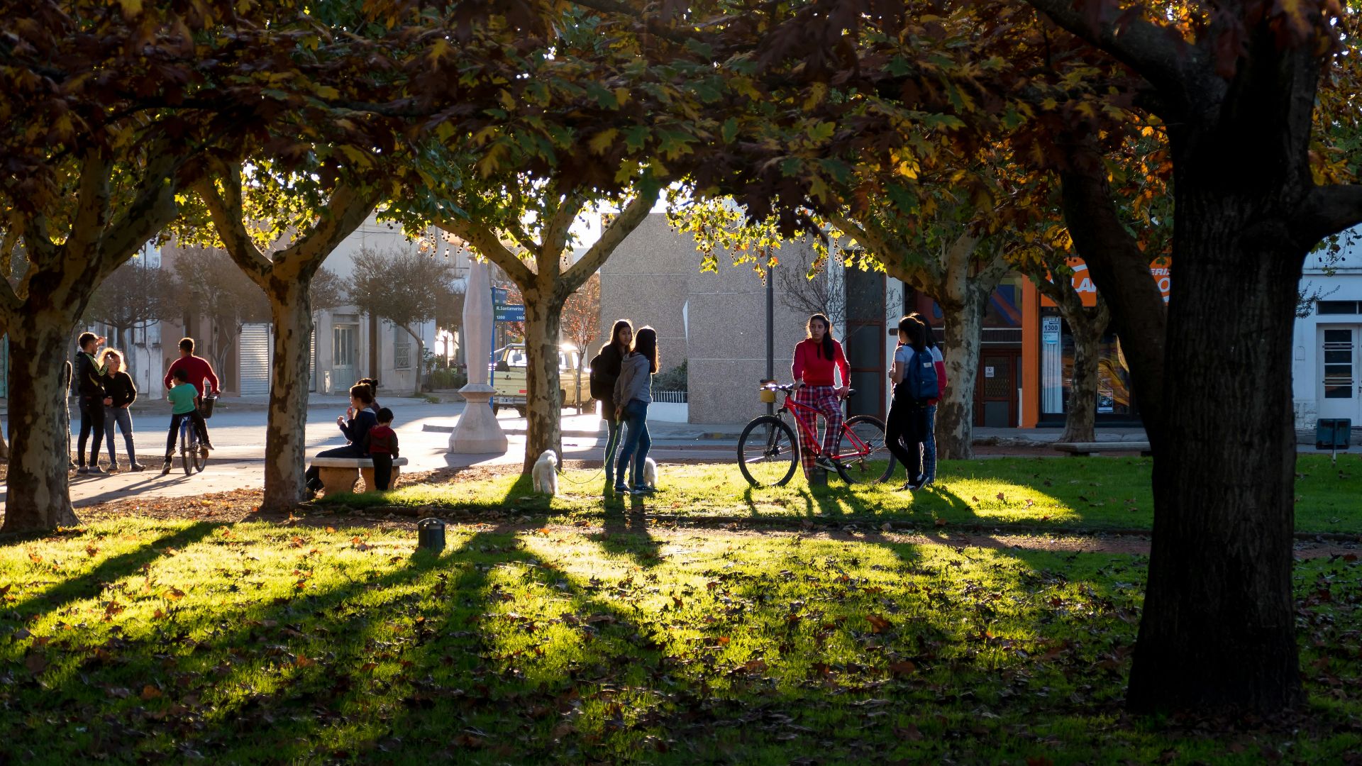 people walking on park with trees during daytime