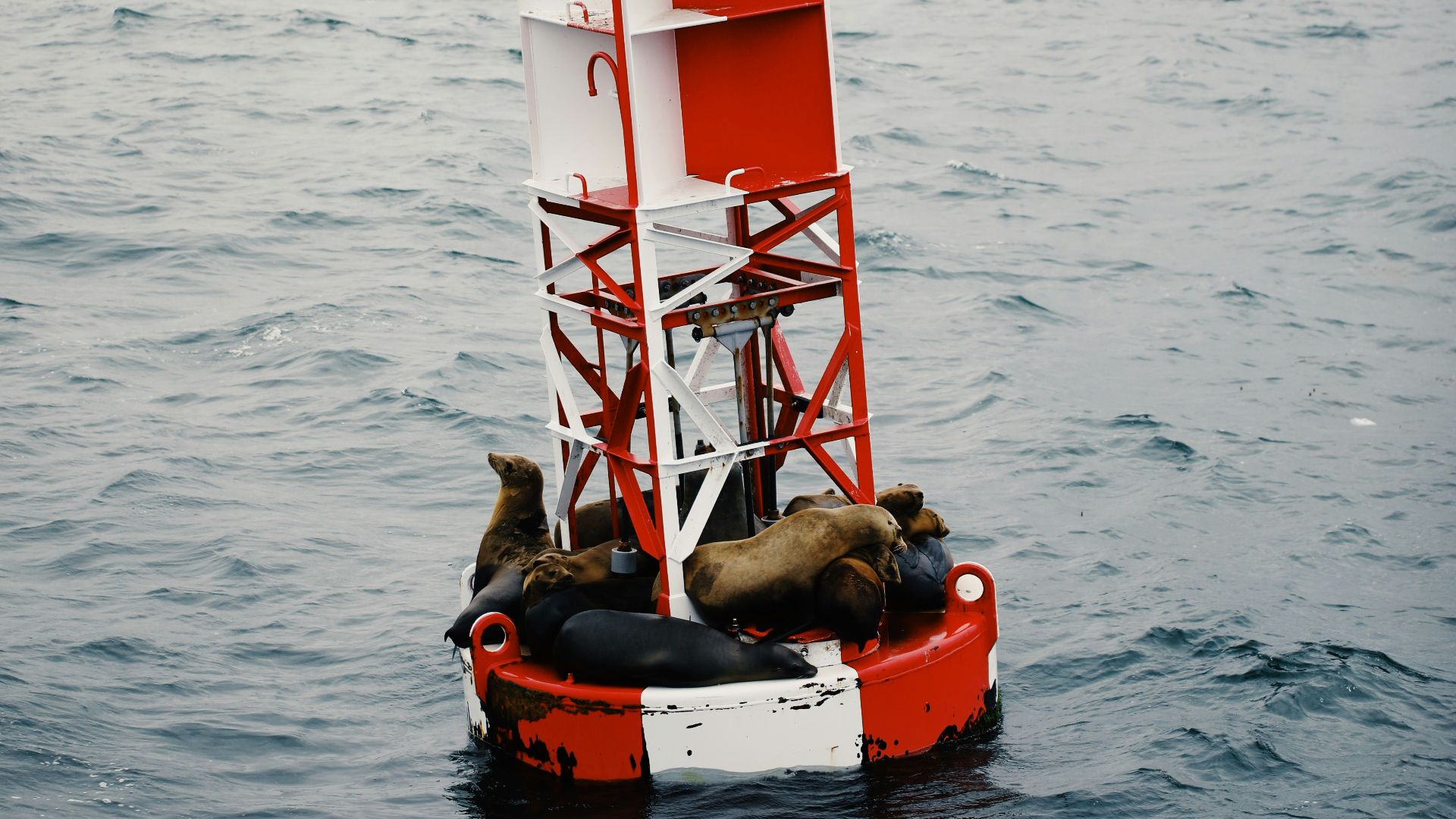 seals on floater in the middle of ocean during daytime