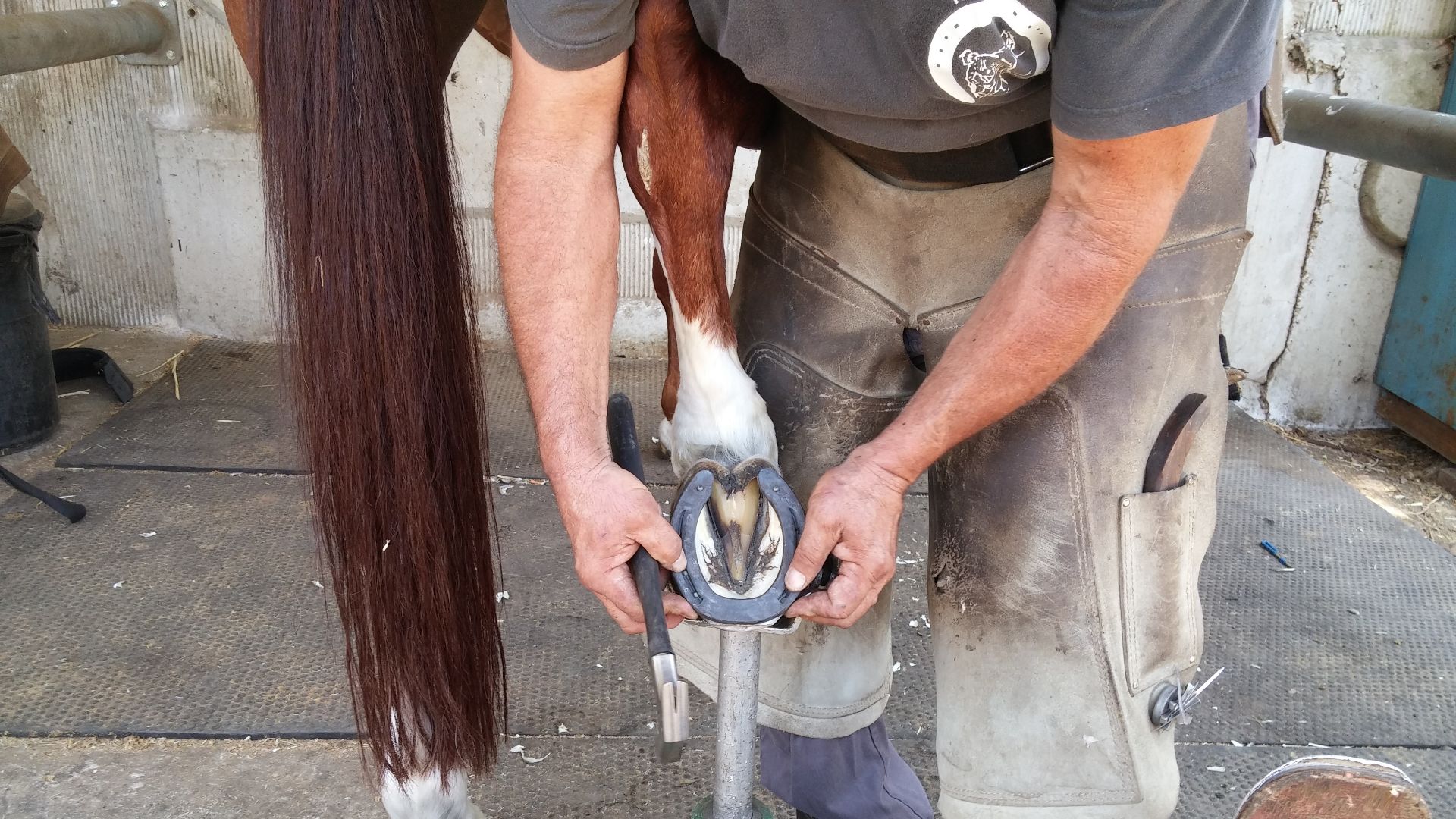 File:Farrier putting new shoes on a horse.jpg