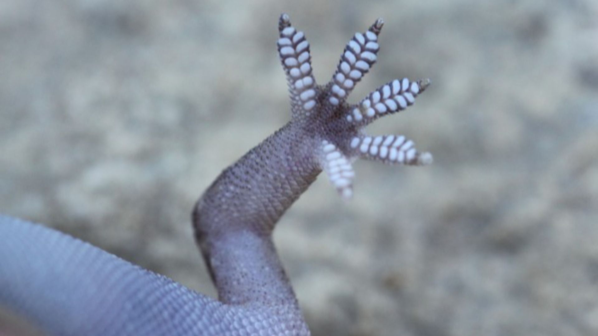 File:Hemidactylus turcicus (Gekkonidae) (Mediterranean House Gecko), Paphos, Cyprus - 3.jpg