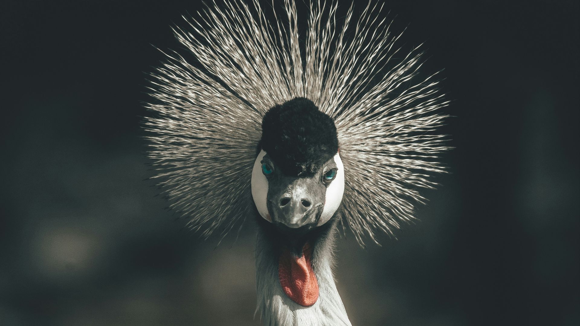 a white bird with a black head and a red beak